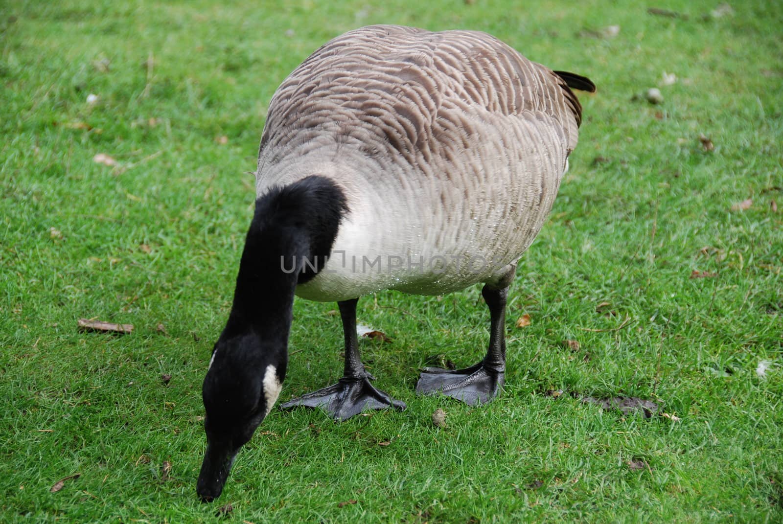 Grazing Canada goose on green meadow background