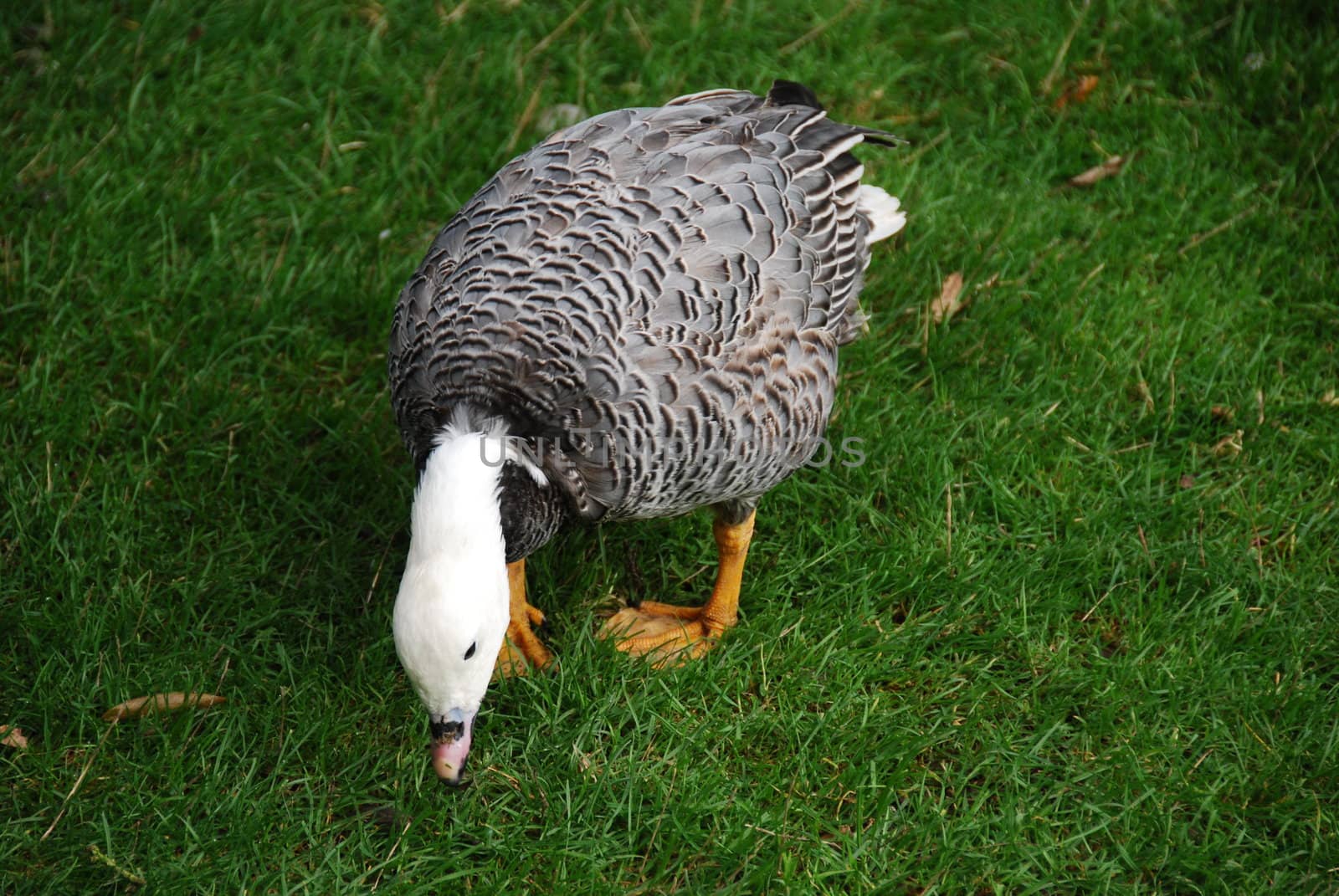 Grazing Emperor goose    on green meadow background