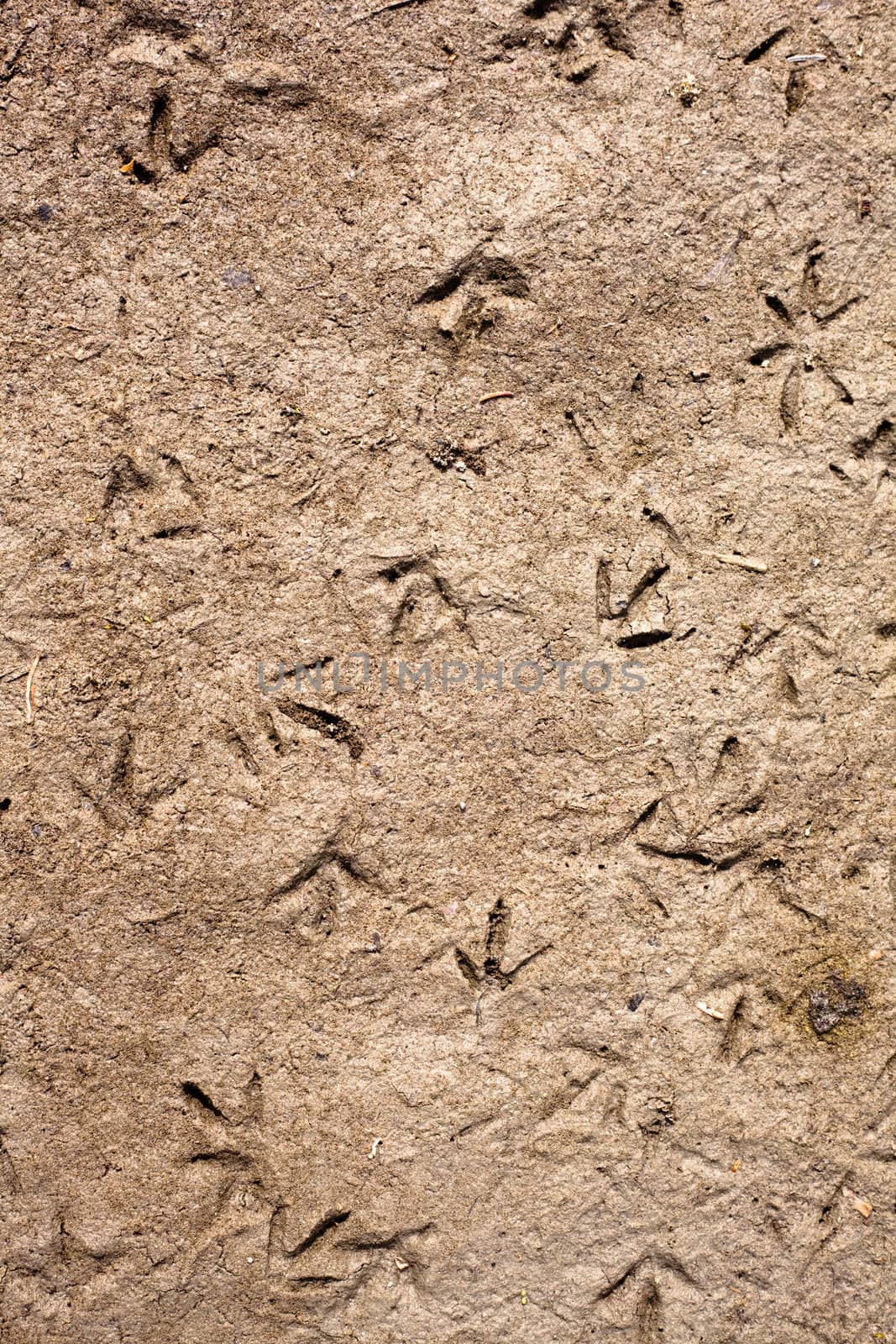 Bird tracks by PiLens