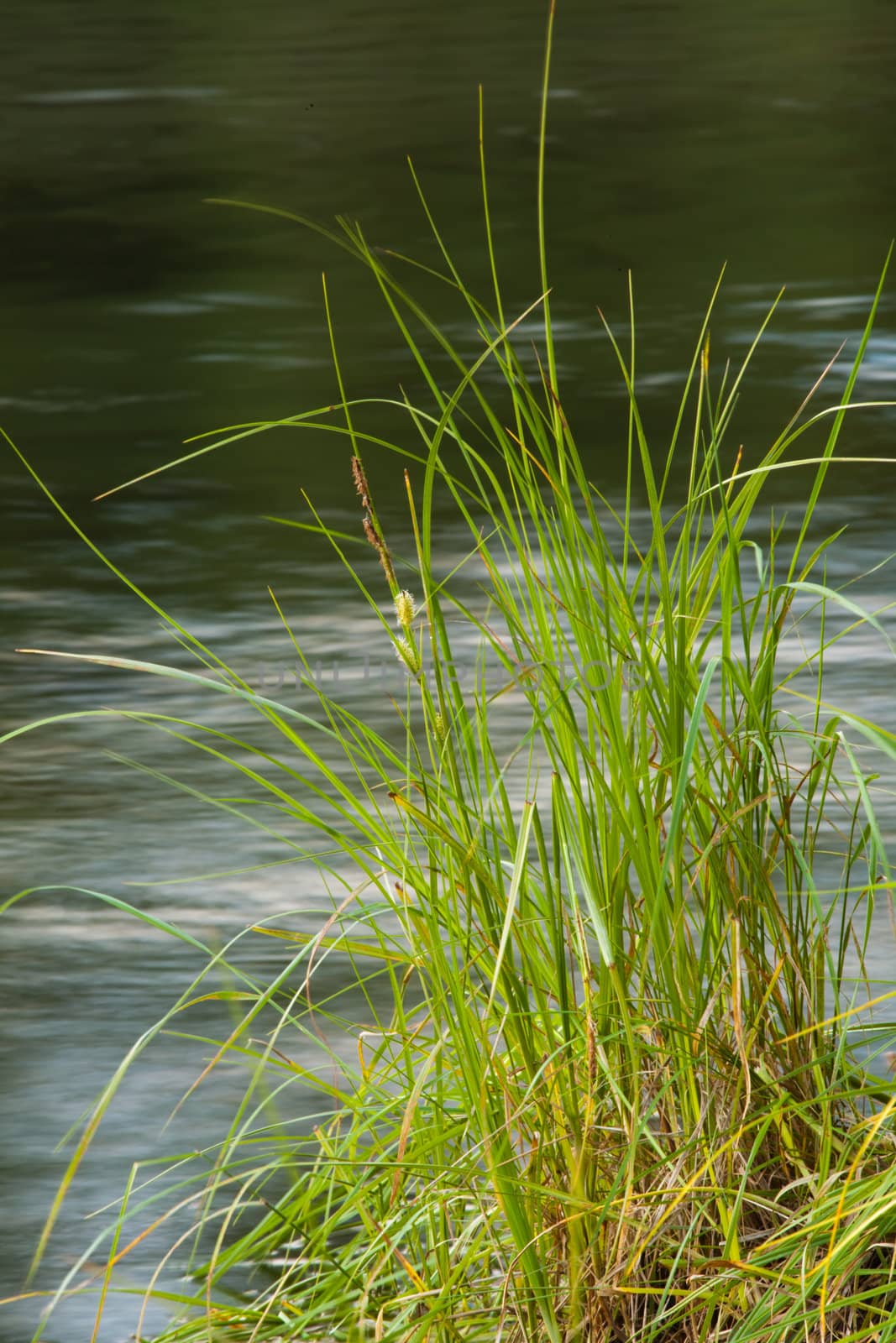 Closeup of Grass at water�s edge