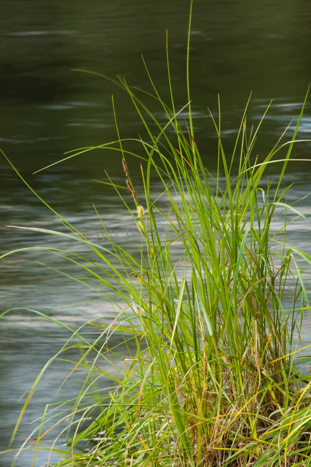 Grass at river's edge by PiLens