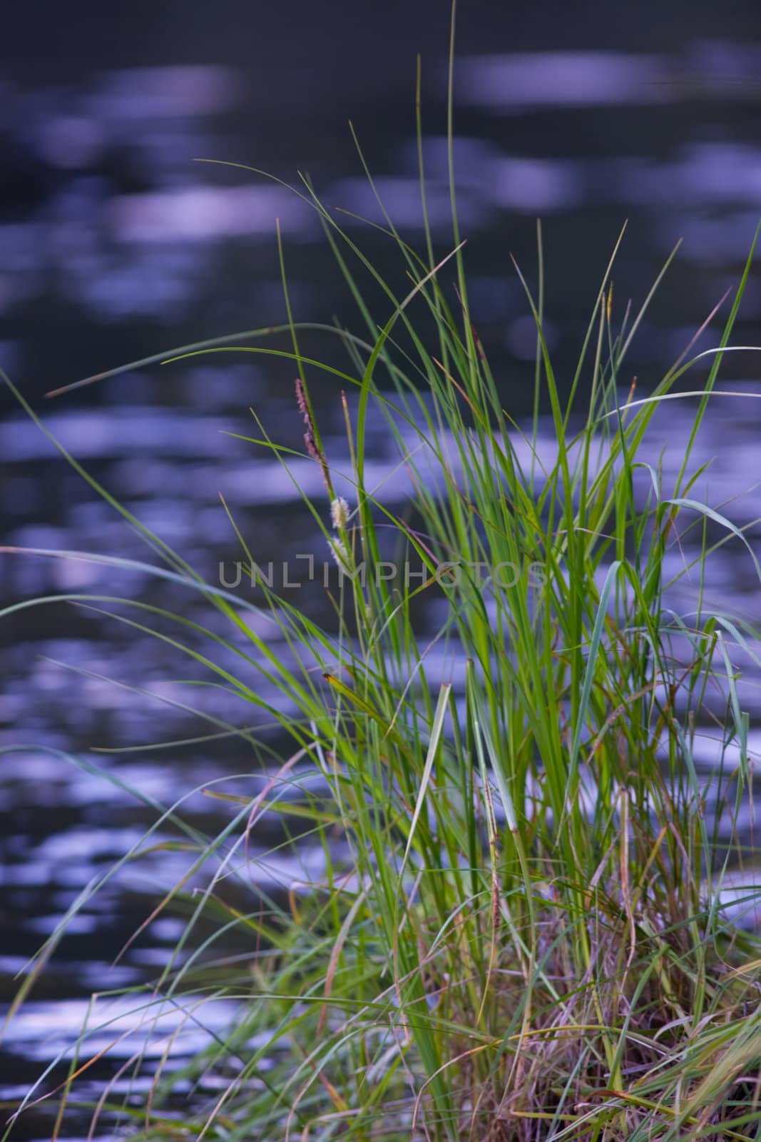 Grass at river's edge by PiLens
