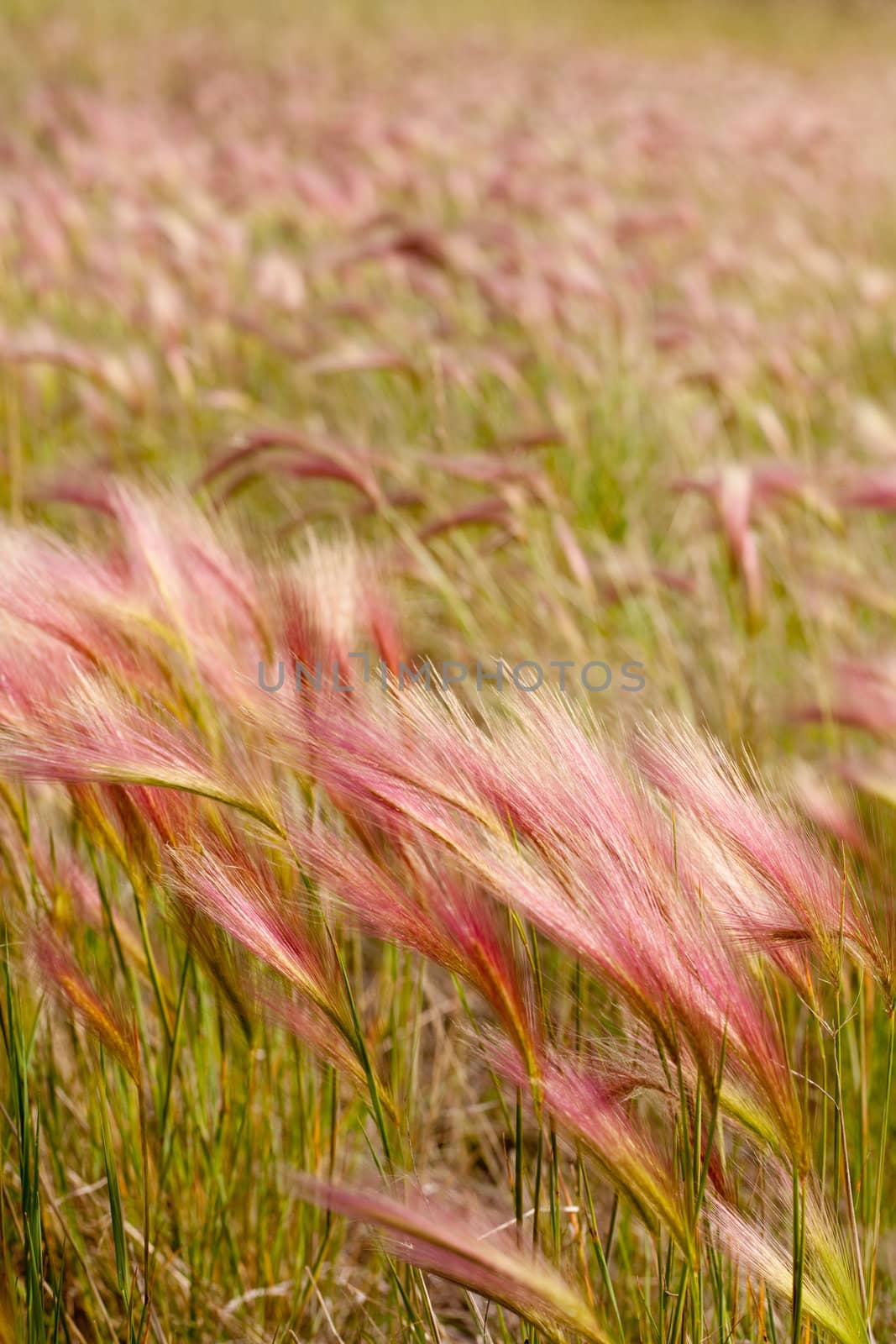 Mature Fox Tail Barley aka Squirrel Tail Grass (Hordeum jubatum) with red tint to seed stalks.