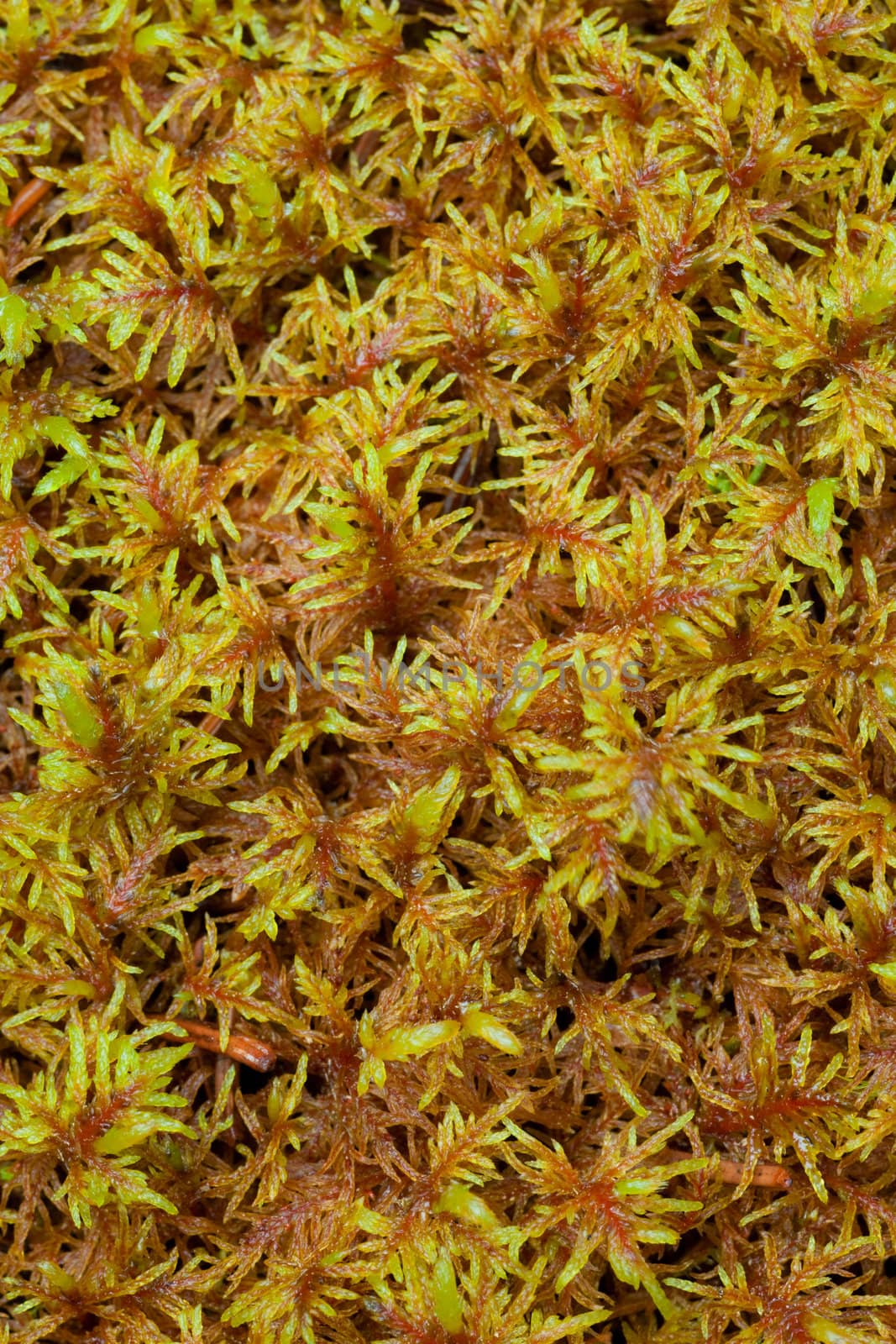 Peat Moss (Sphagnum) by PiLens