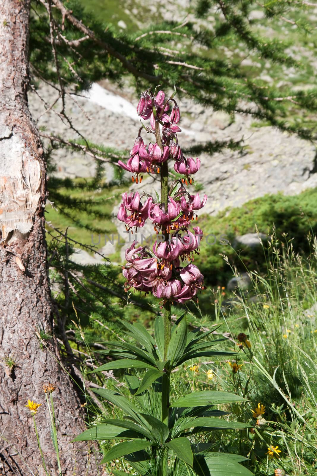 beautiful martagon Lilium plan with flowers