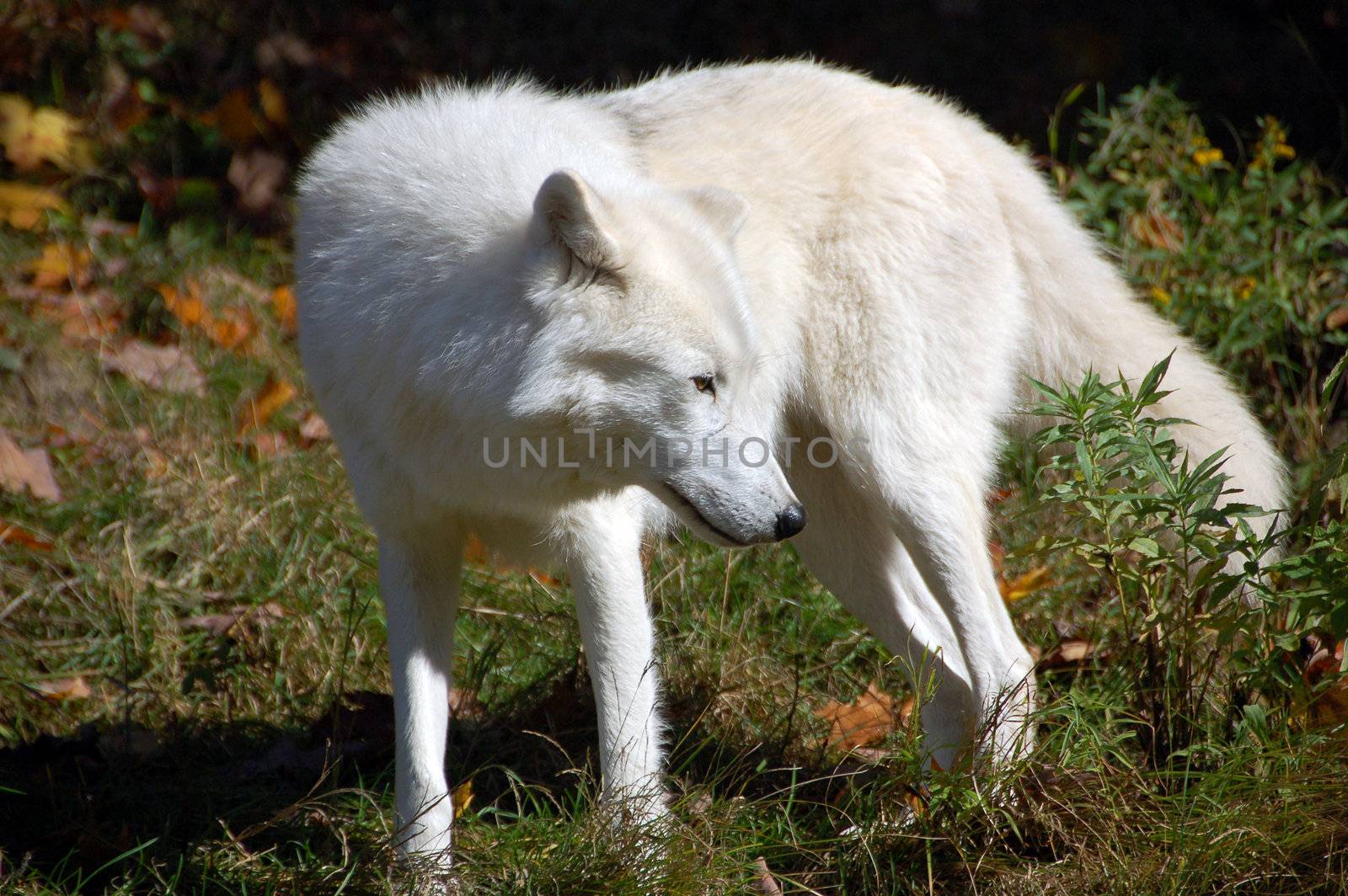 Arctic wolf in a majestic forest in autumn