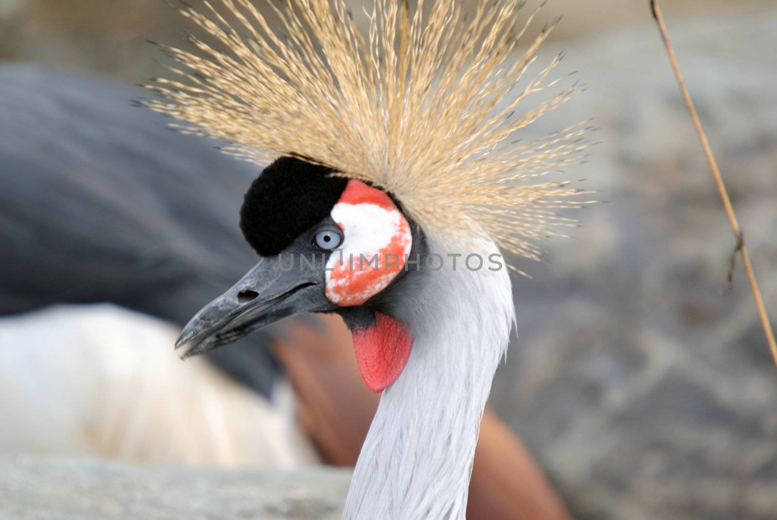 Exotic bird with crazy yellow feathers on it's head