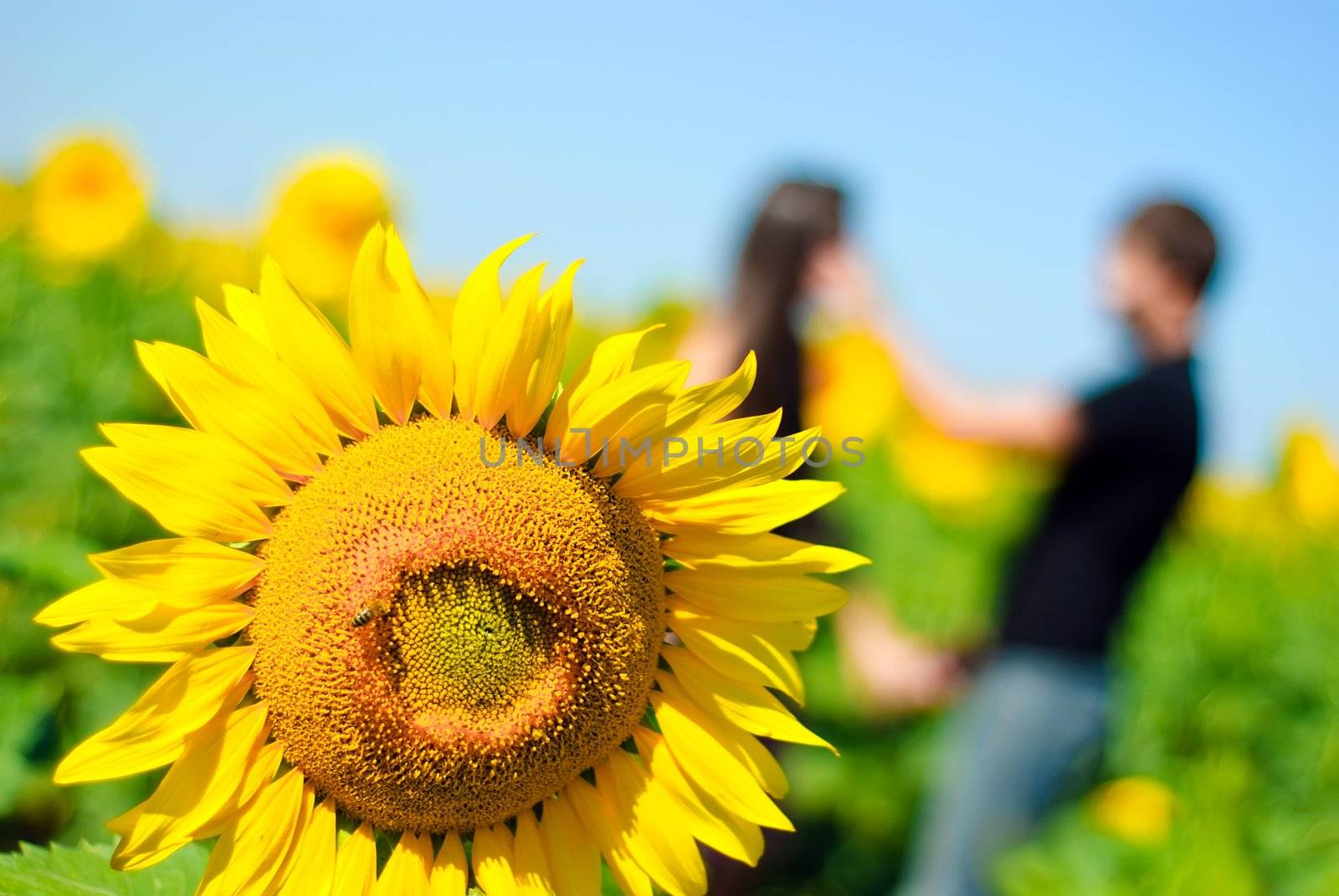 Sunflower and blurred young couple on the background