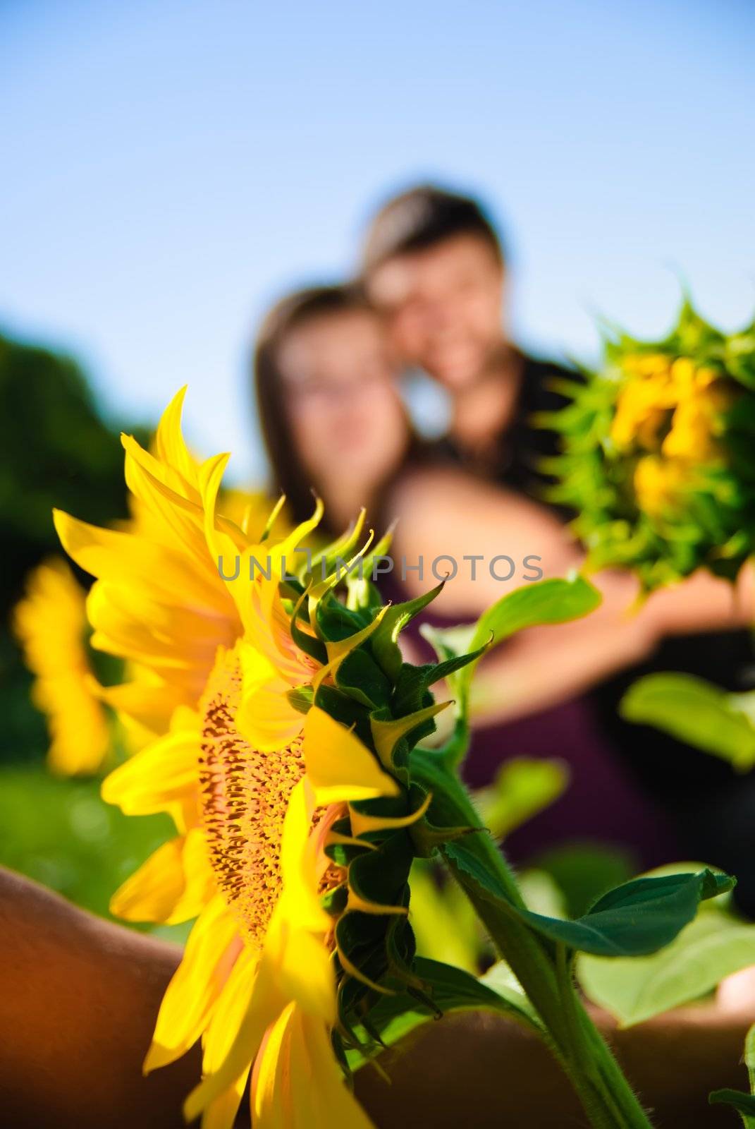 Sunflower and blurred young couple on the background