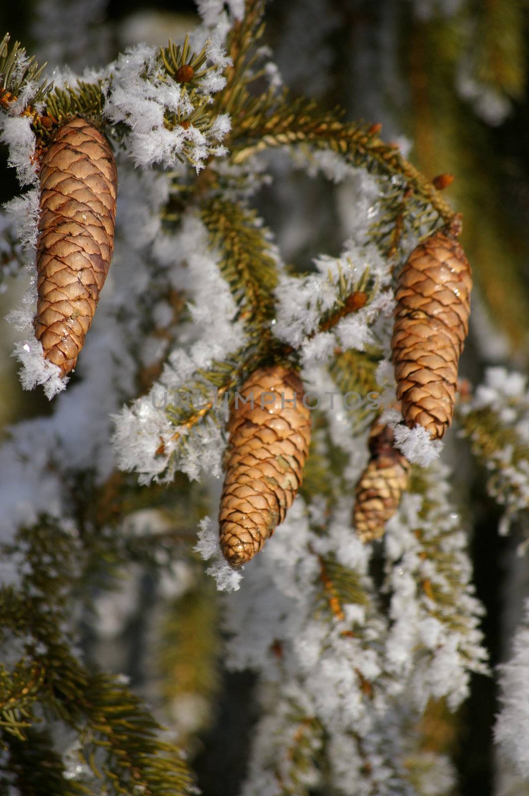 a fir cone on a branche in winter