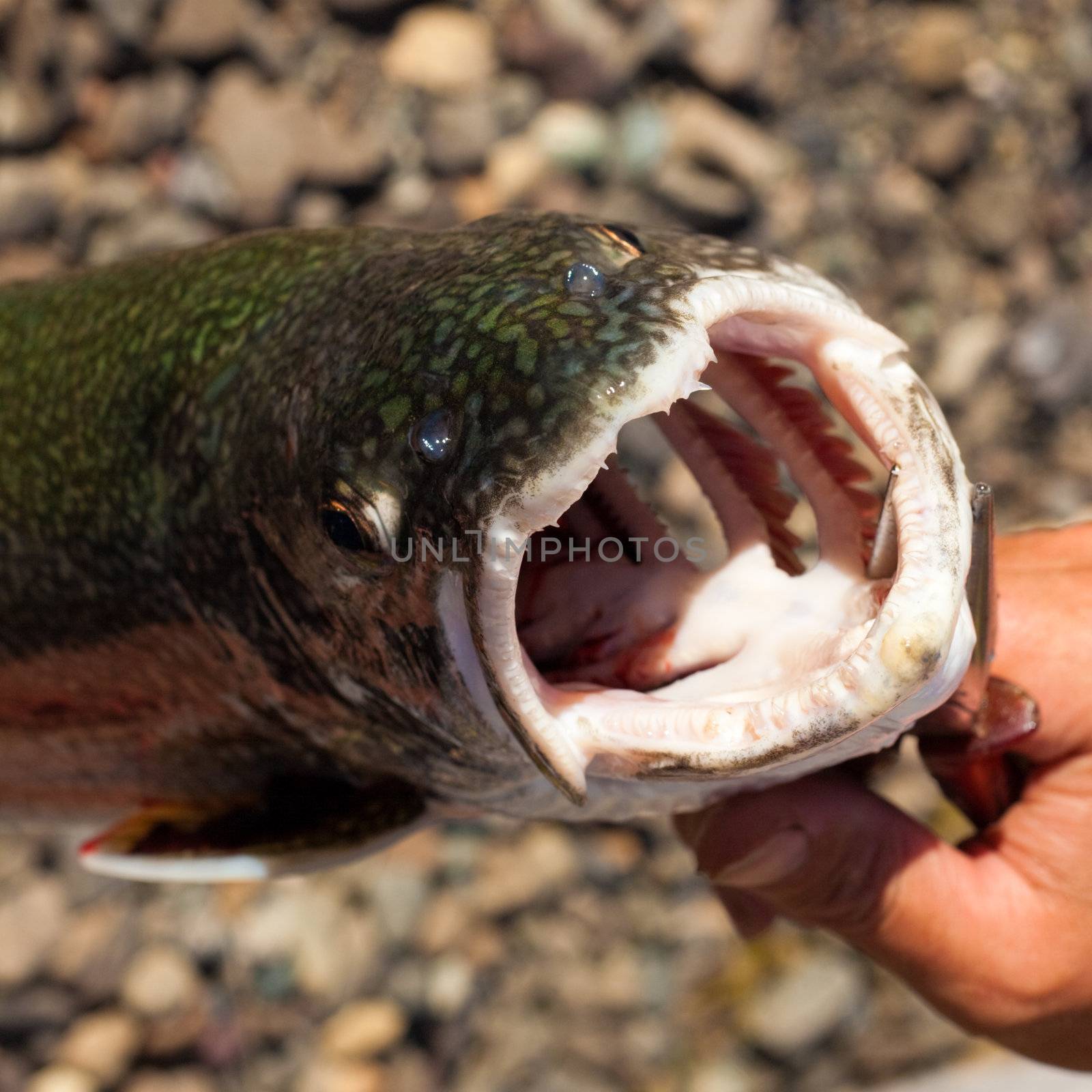 Big open mouth of freshly caught Lake Trout (Salvelinus namaycush)