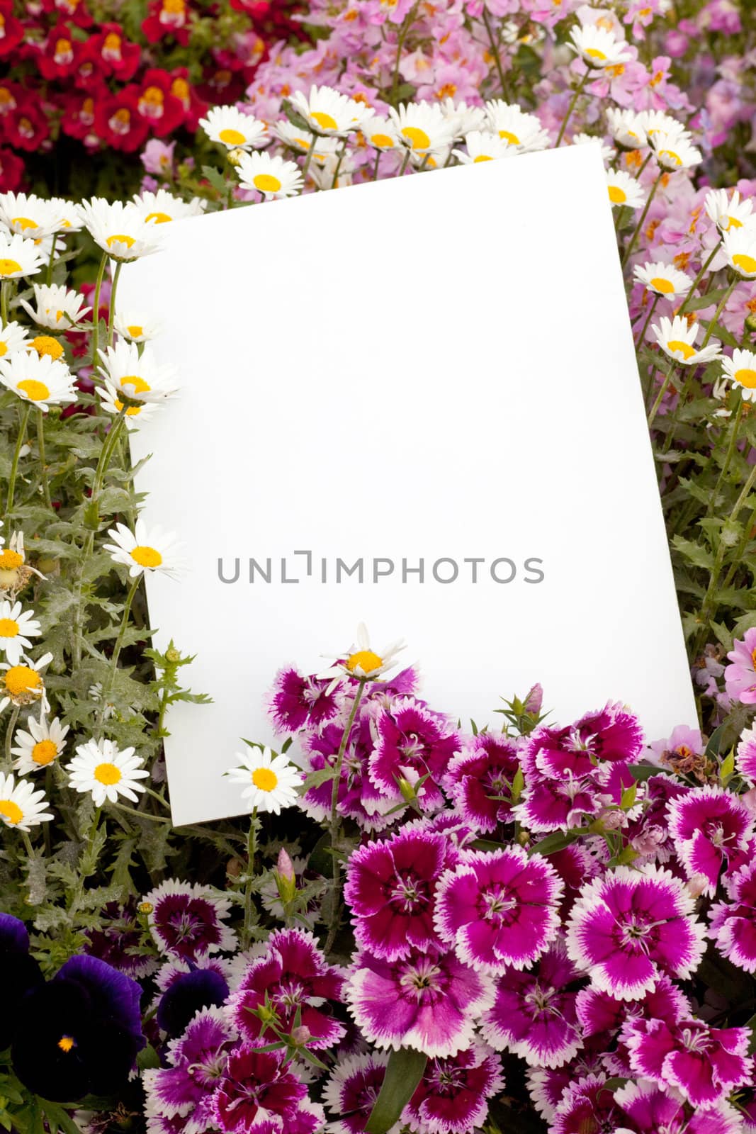 Garden flowers with white copyspace for your greeting message