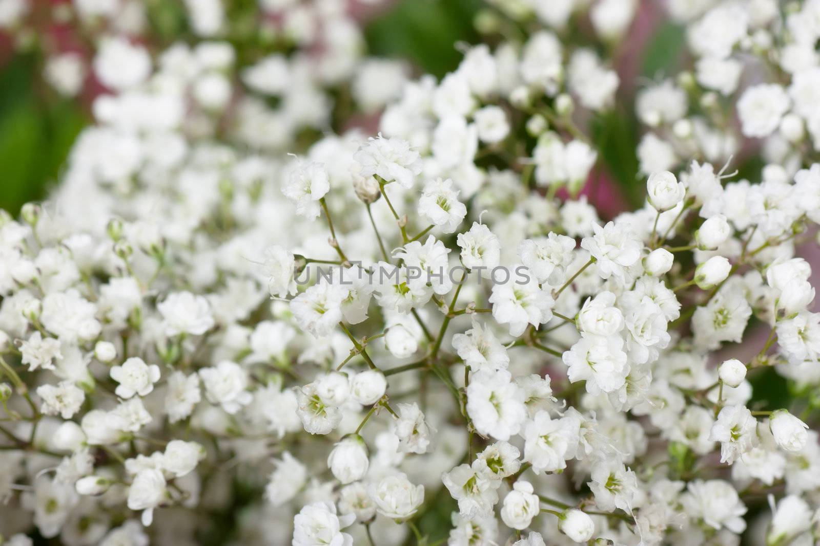 Background with small white flowers