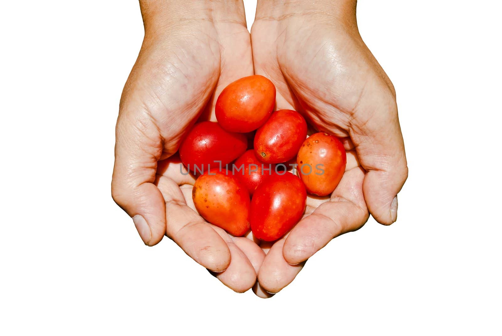 Farmer's palm with small tomatos inside
 by sasilsolutions