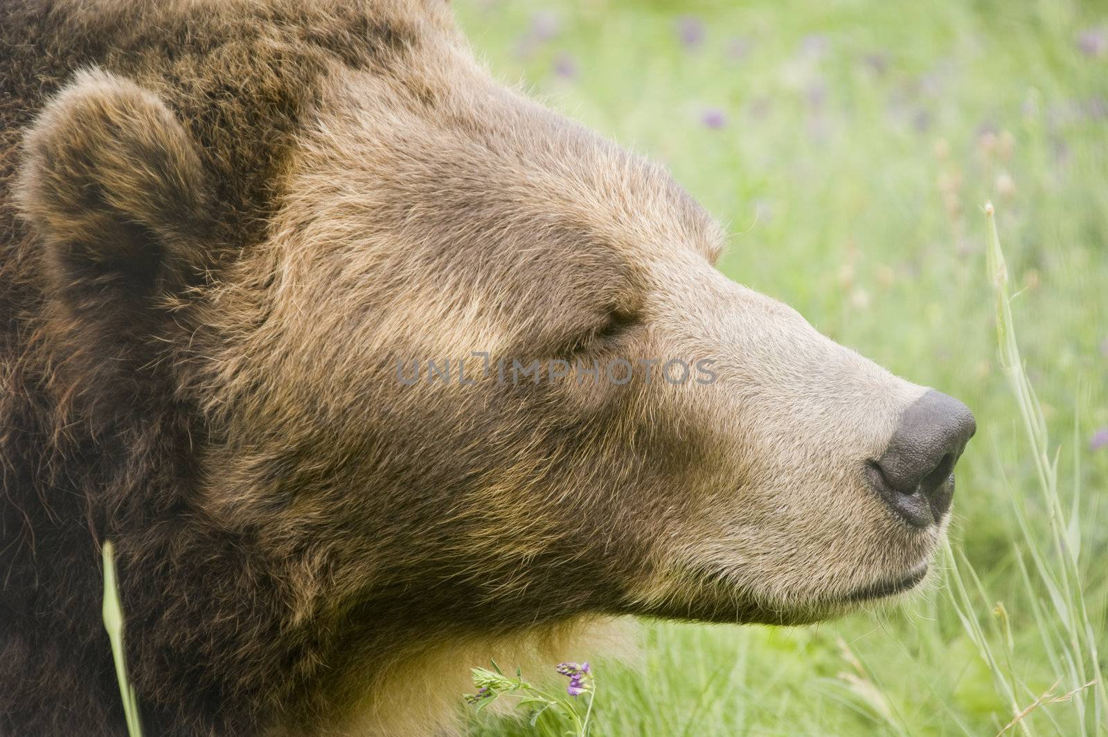 Wild Brown Bear (Ursus americanus horribilis) in Banff National Park Canada