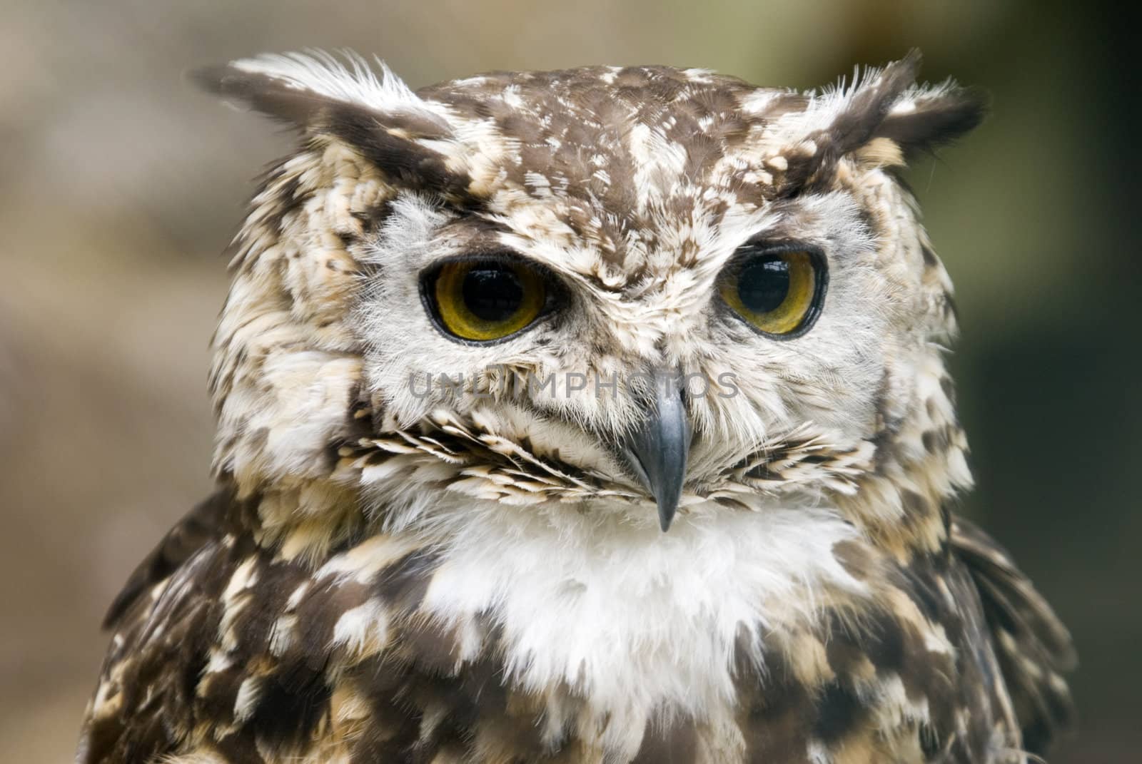 European Eagle Owl (Bubo Bubo Bubo) looking at viewer - landscape orientation