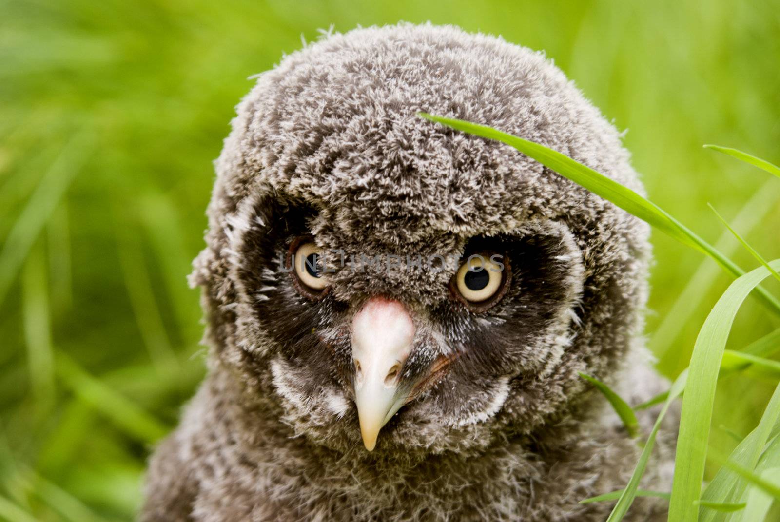 Great Grey Owl chick (Strix nebulosa lapponica) looking at viewer - landscape orientation