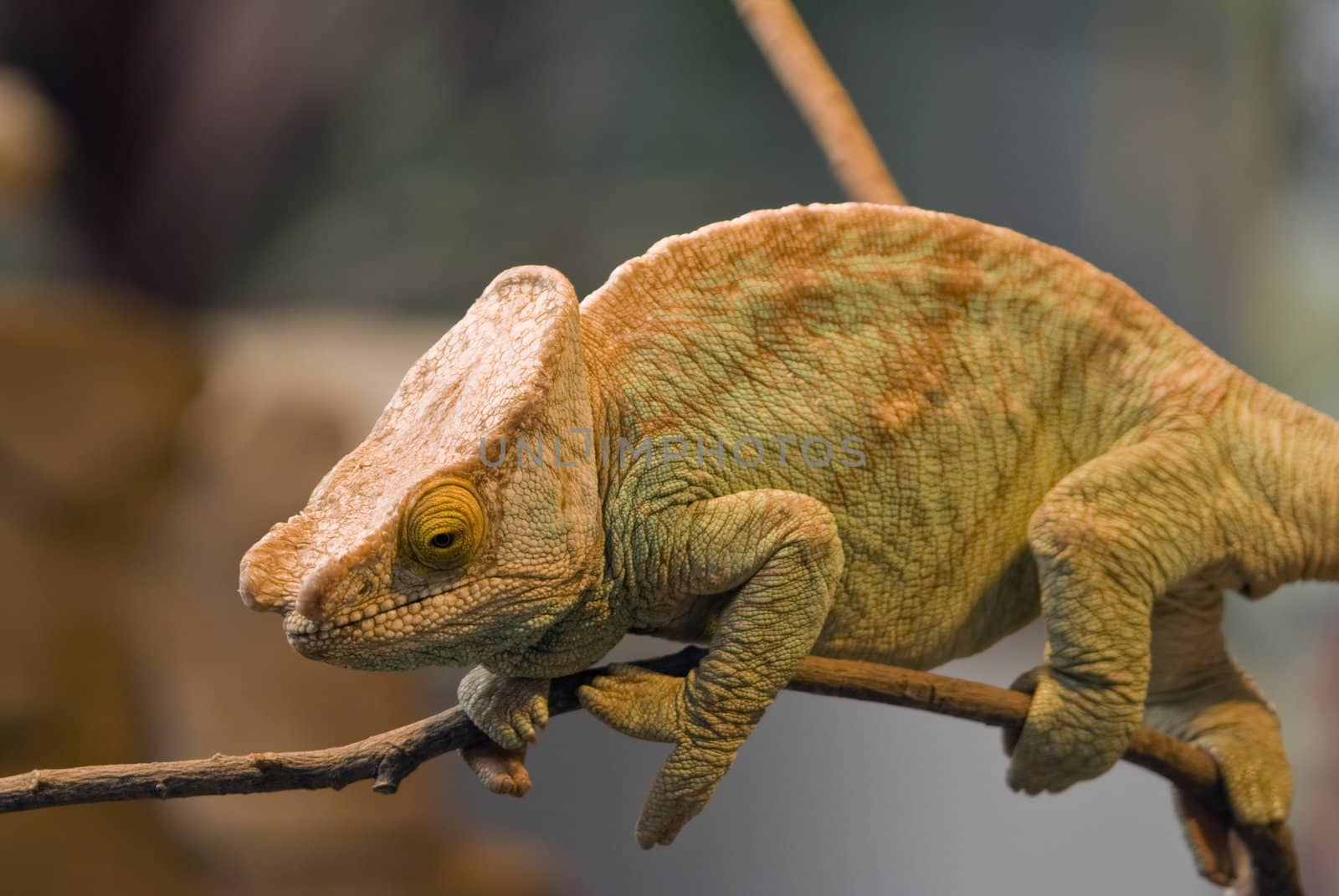 Parsons Chameleon (Chamaeleo parsonii) - landscape orientation
