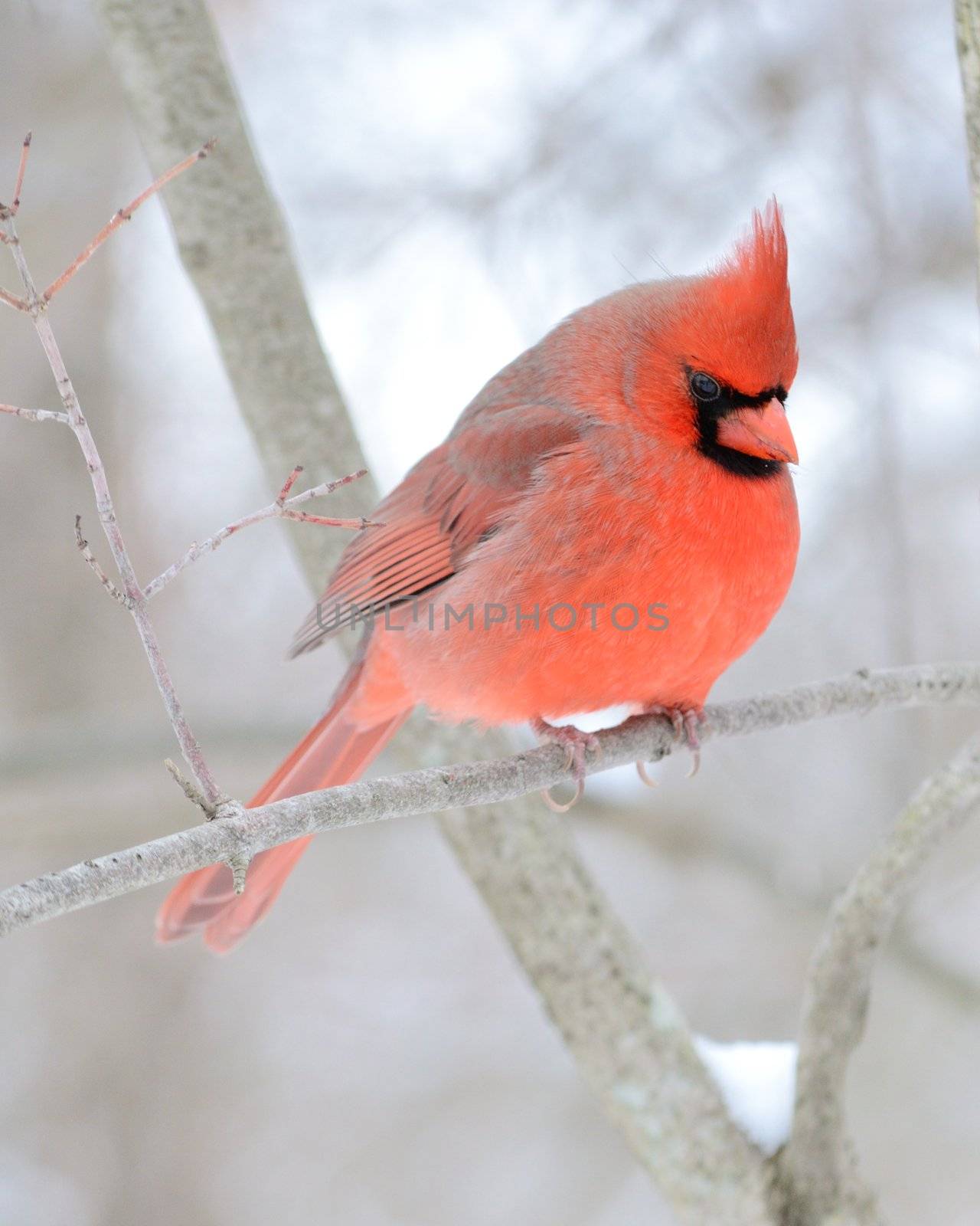 A male cardinal perched on a tree branch.