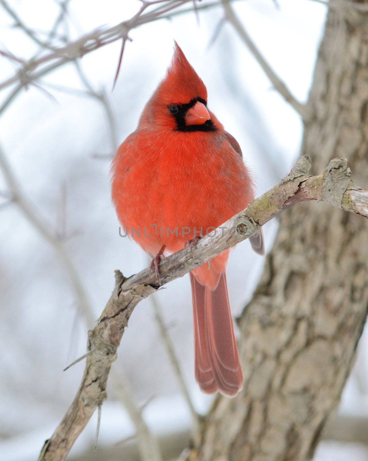 Northern Cardinal by brm1949