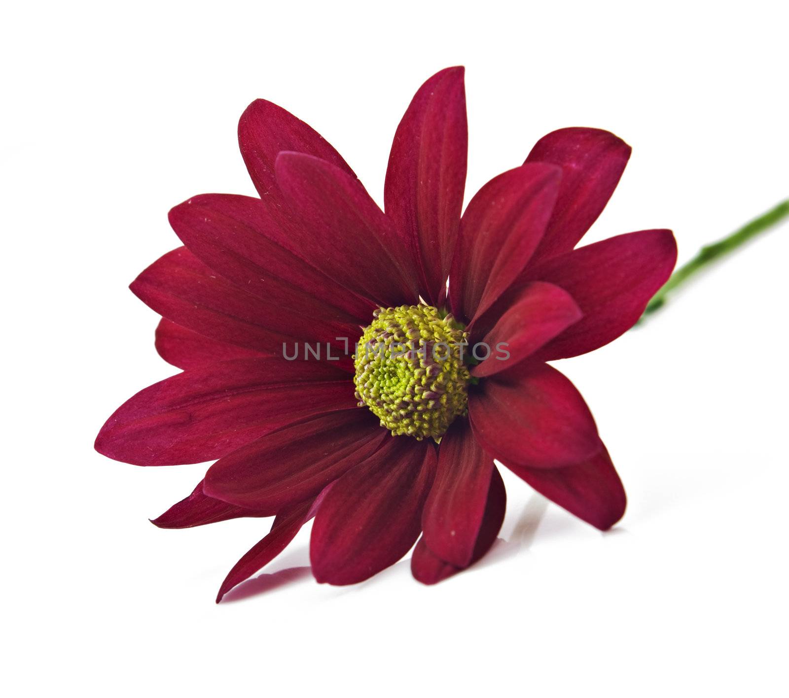 Deep red chrysanthemum flower on a pure white background with space for text by tish1