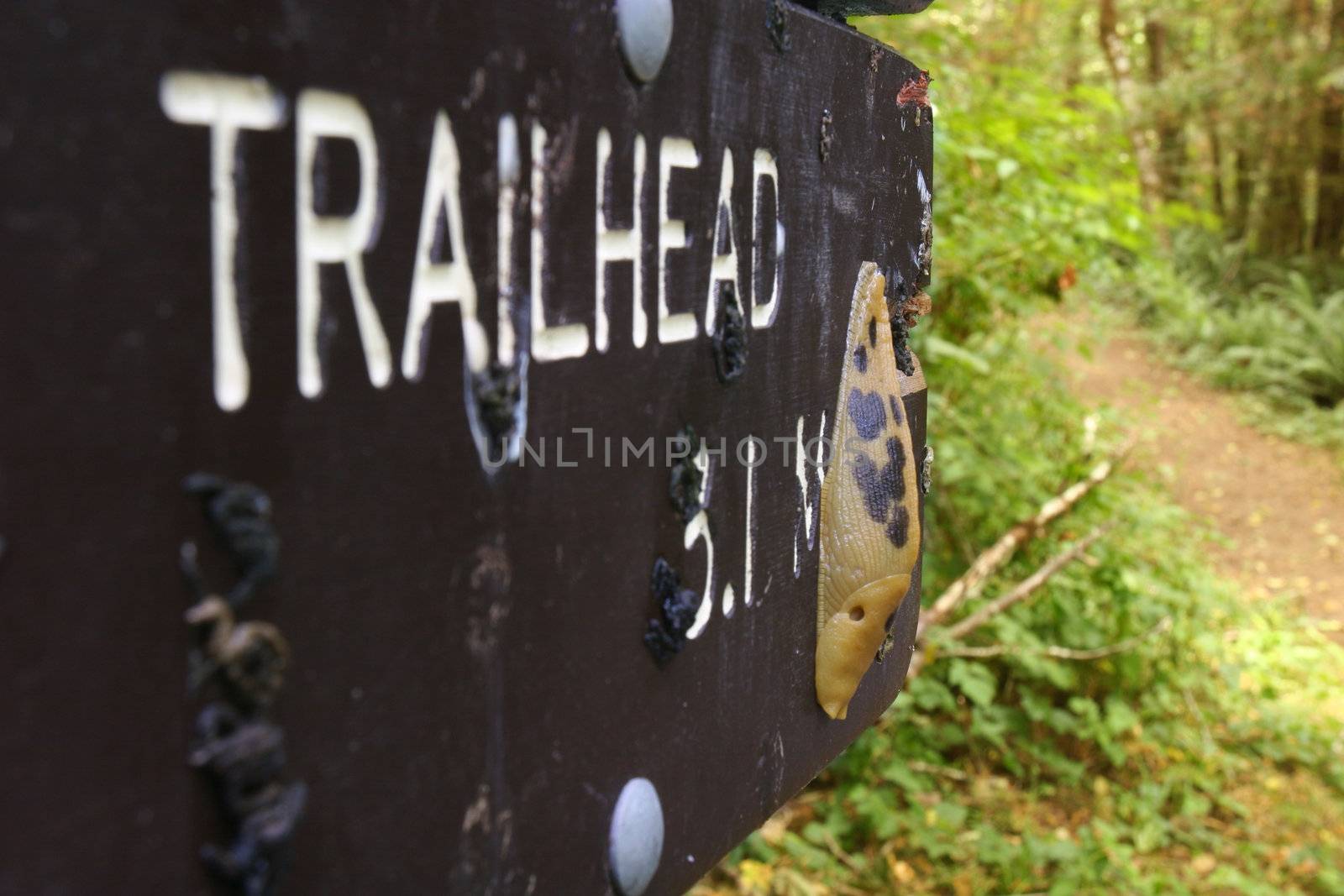 Slug on the Trailhead Sign, Redwoods, California, USA