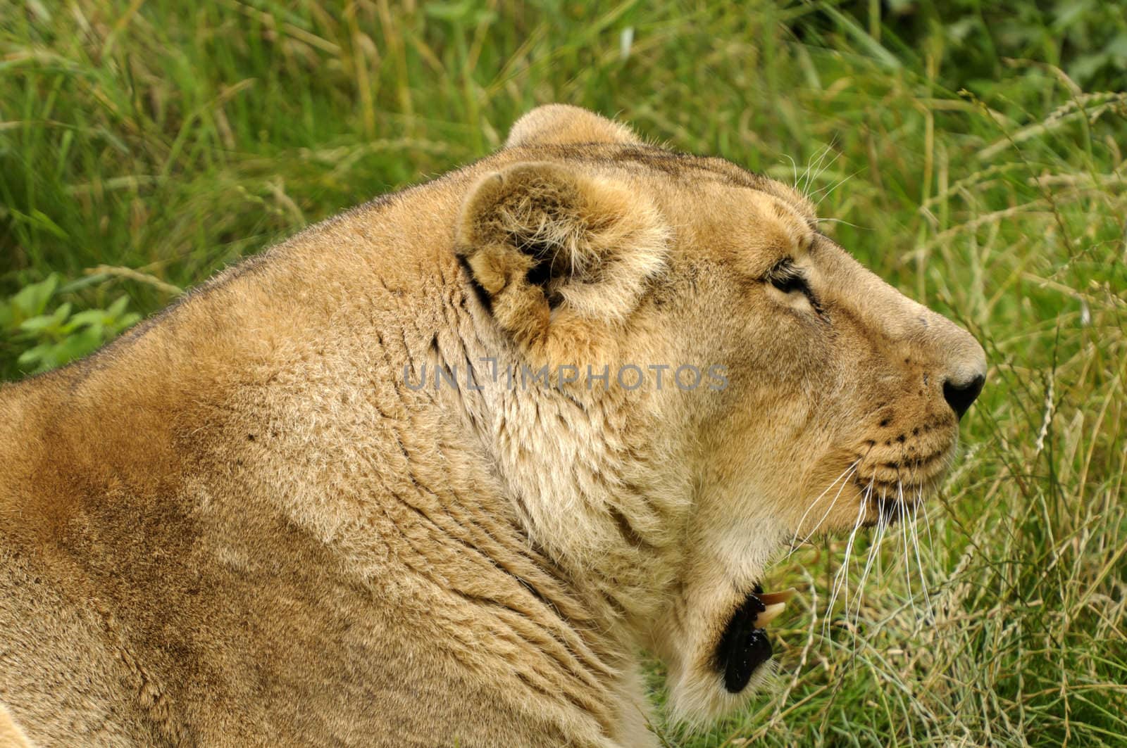 Close up of a Lioness (Panthera leo)