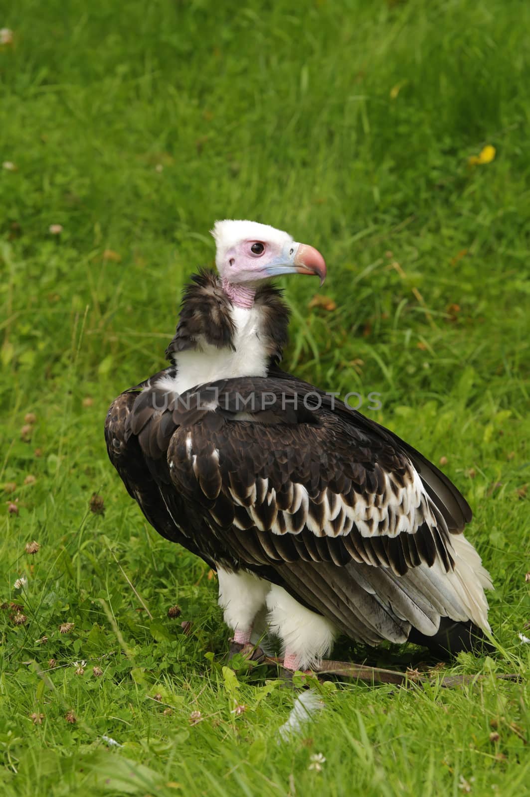 Close up of a White-headed Vulture (Trigonoceps occipitalis)