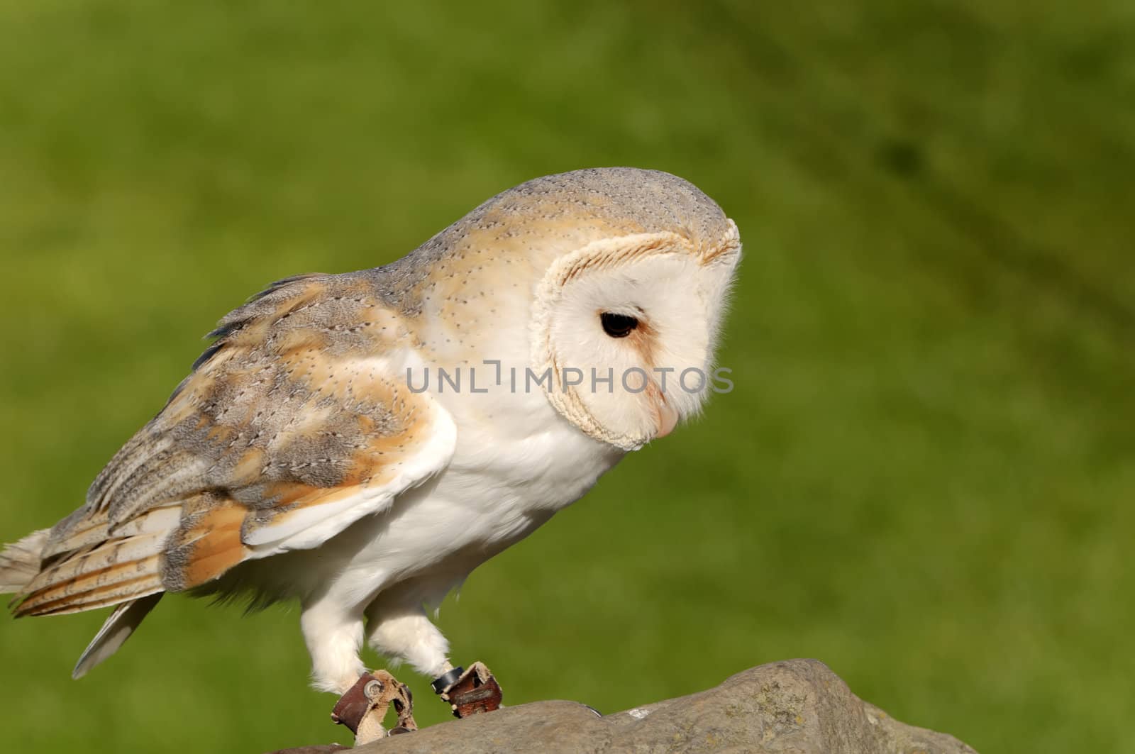 Close up of Barn Owl (Tyto alba)