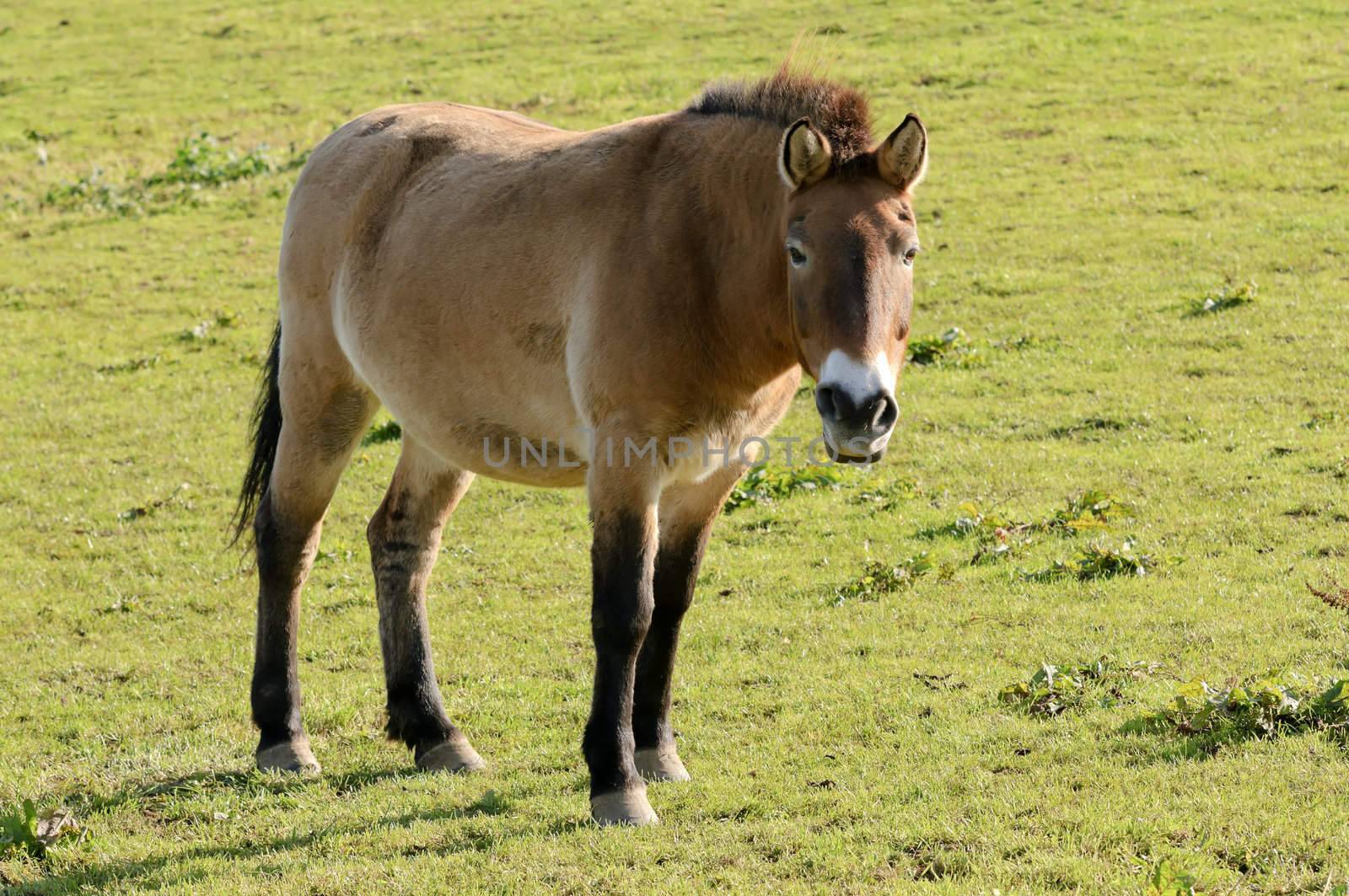 Close up of a Przewalskis Horse (Equus ferus przewalskii)