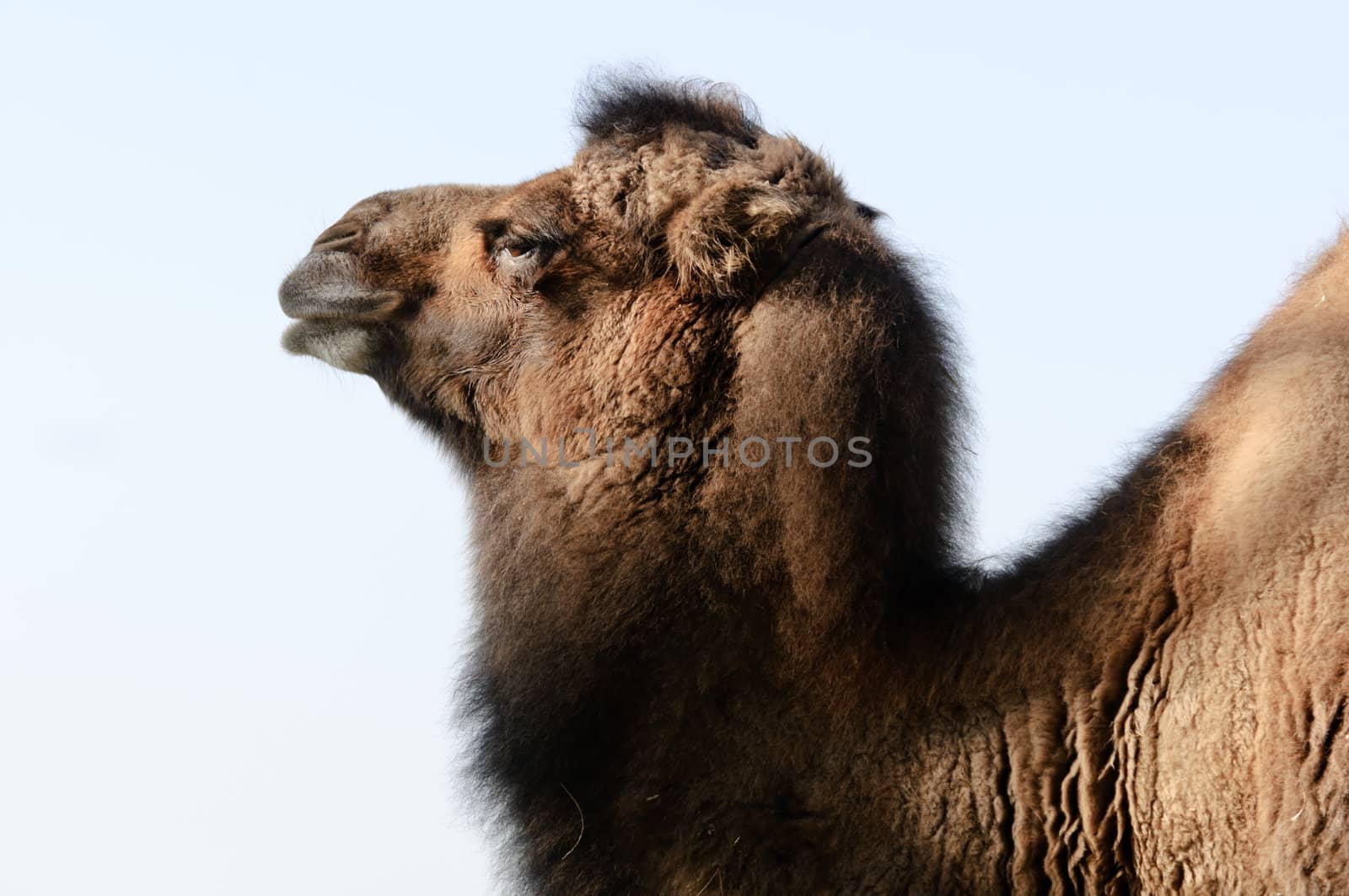 Close up of Bactrian Camel (camelus bactrianus)
