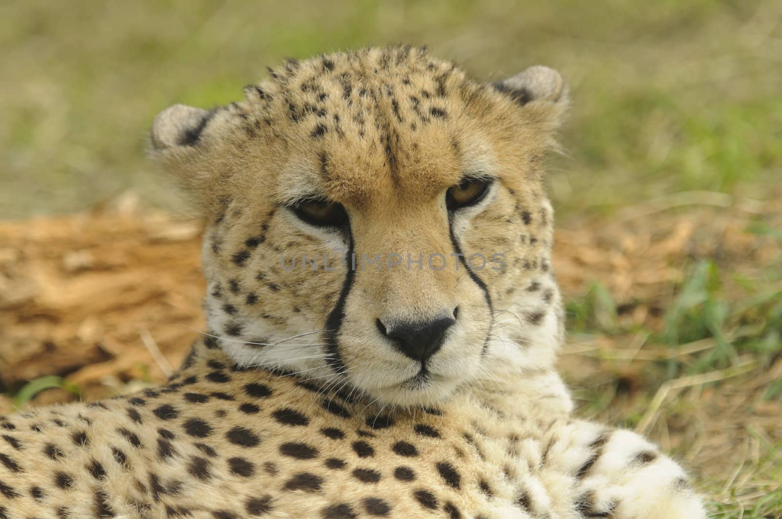 Close up of Cheetah (Acinonyx jubatus soemmeringii)