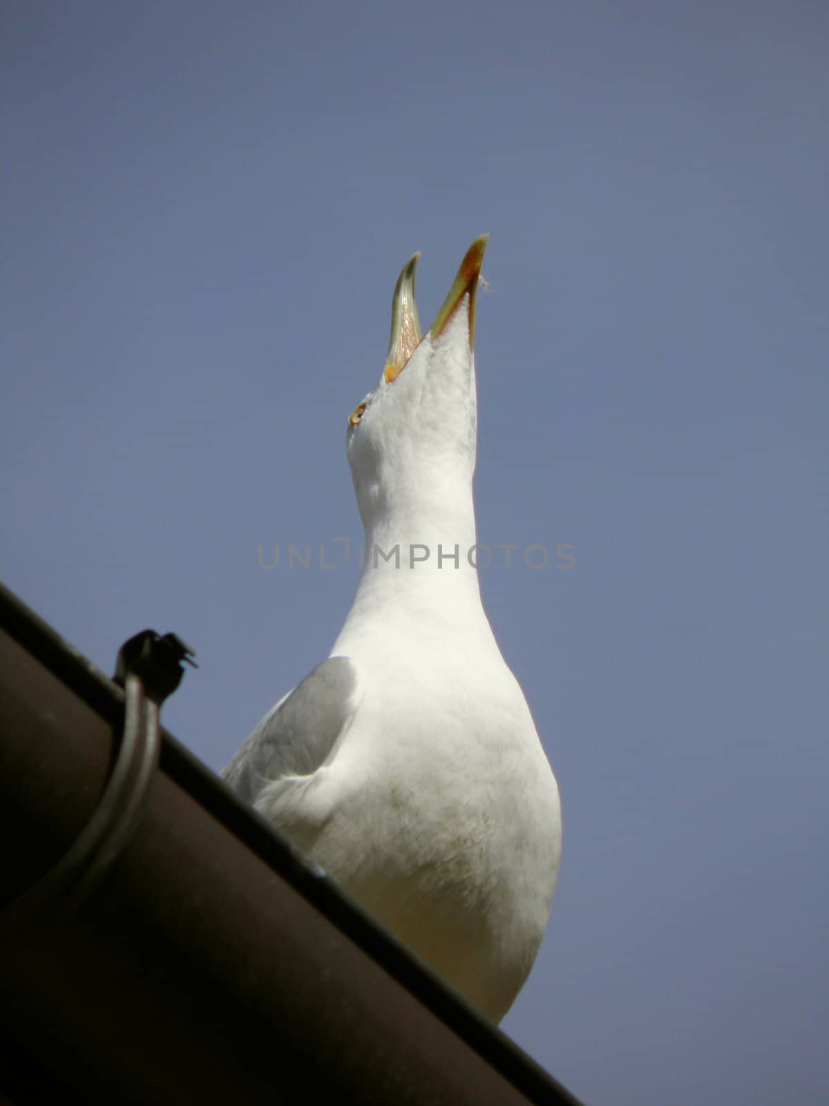 albatross standing on a roof and shouting aloud 