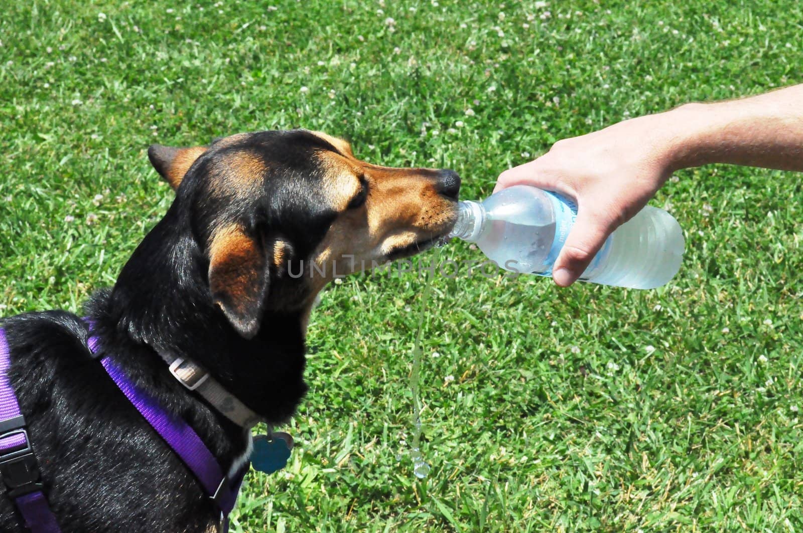 Dog drinking water by RefocusPhoto