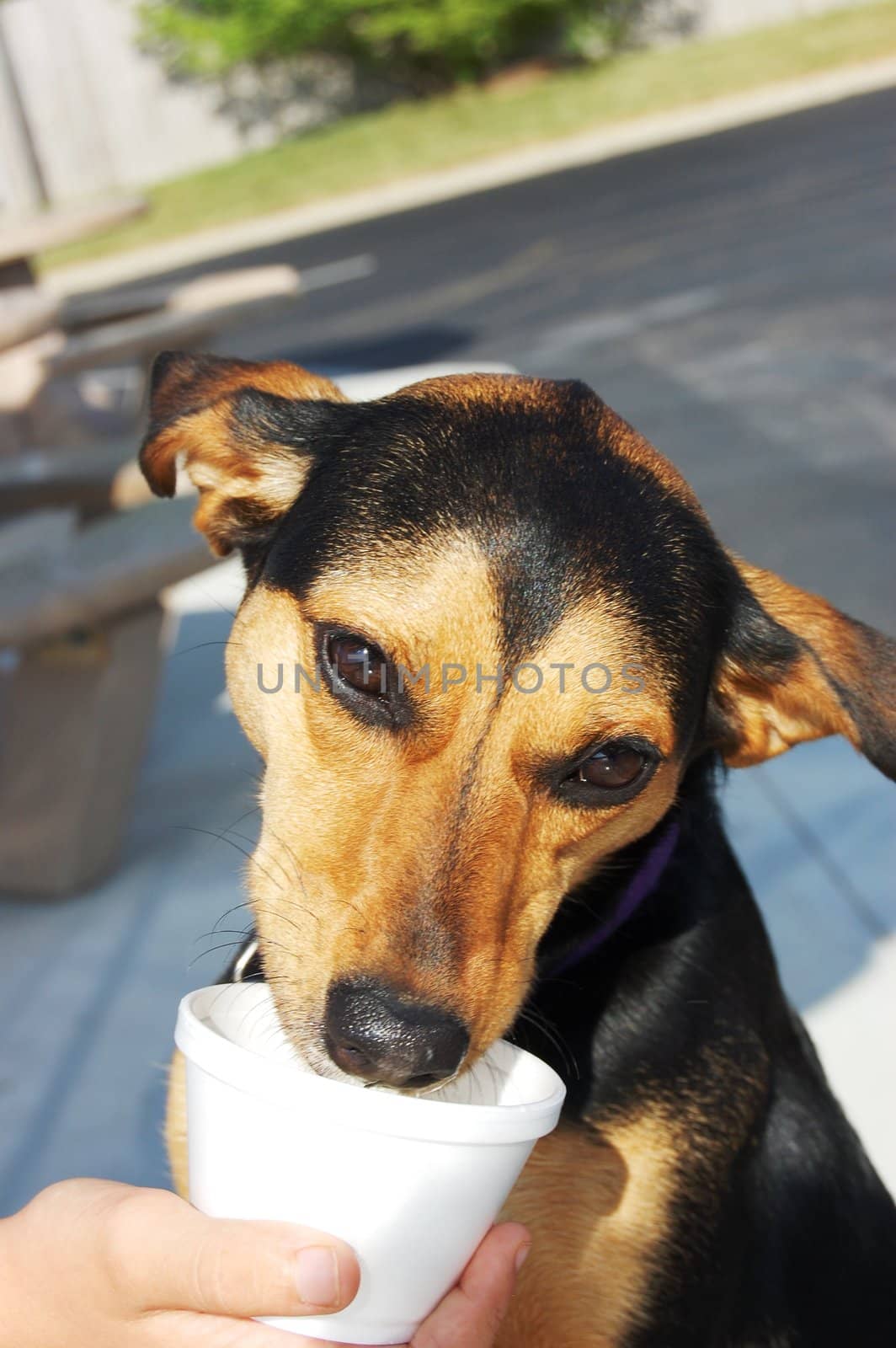 Dog eating ice cream