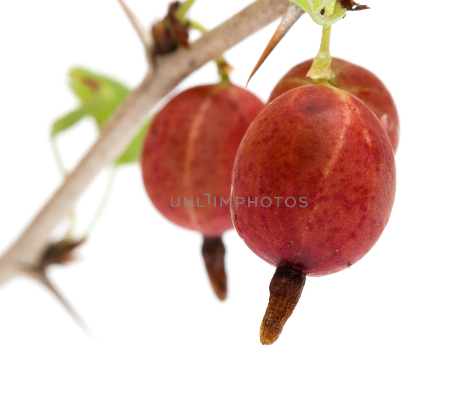 Gooseberries on a branch close-up isolated on a white background.