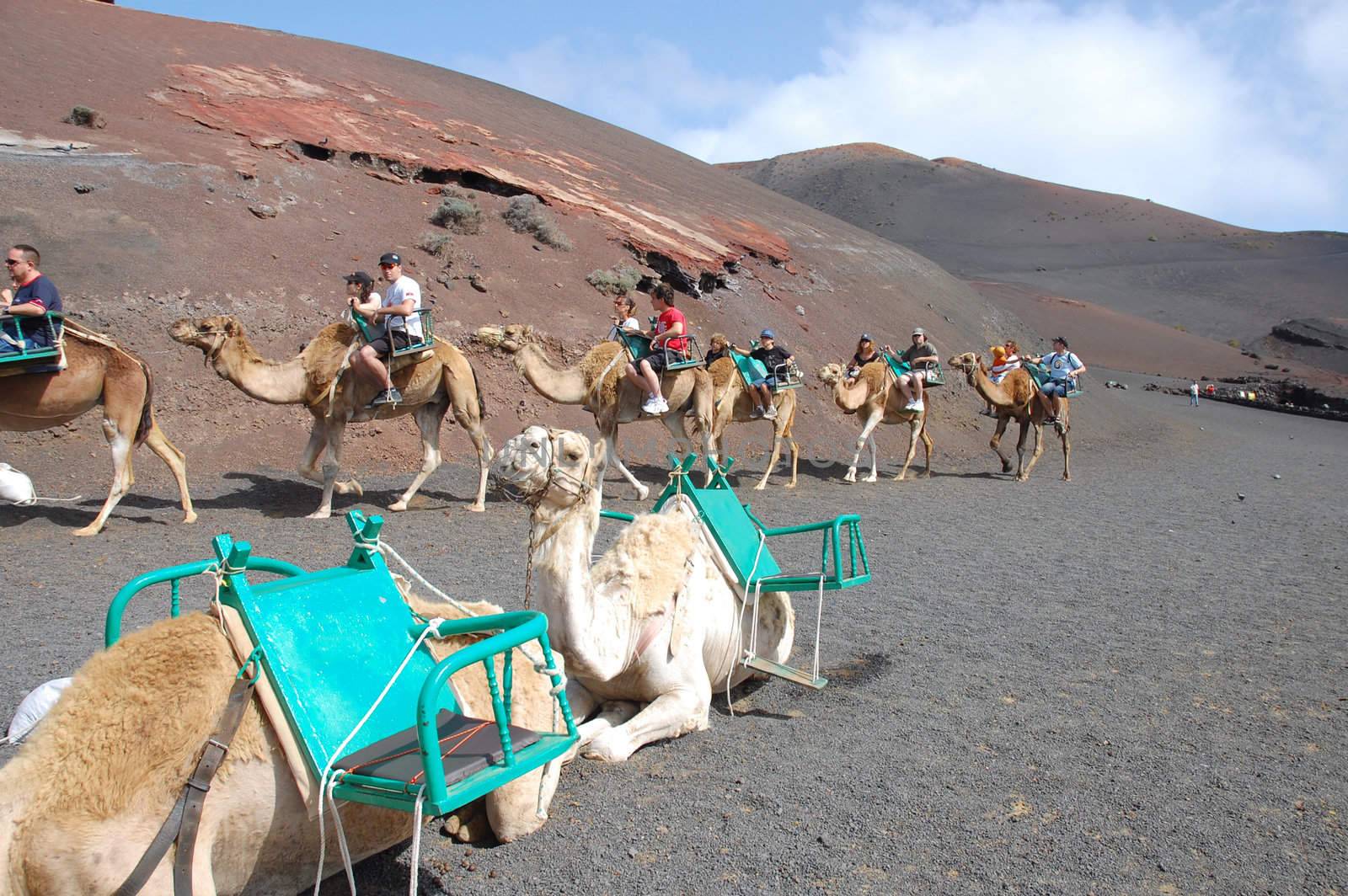 TIMANFAYA NATIONAL PARK, LANZAROTE, SPAIN - JUNE 10: Tourists riding on camels being guided by local people through the famous Timanfaya National Park in June 10, 2009