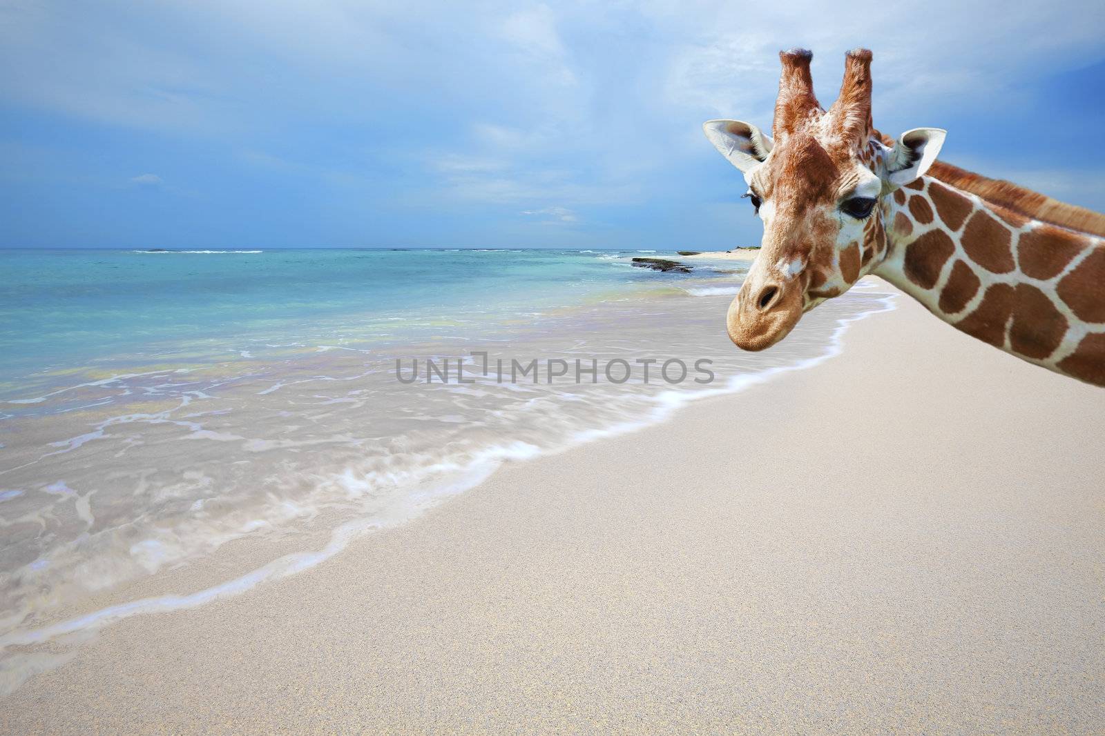 Giraffe on vacation, taking a self portrait at Boca Grandi beach, Aruba