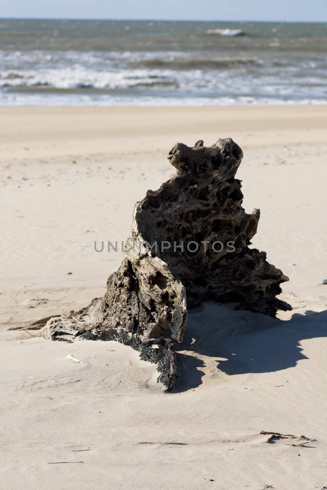 View of an abandoned tree stump on the beach.