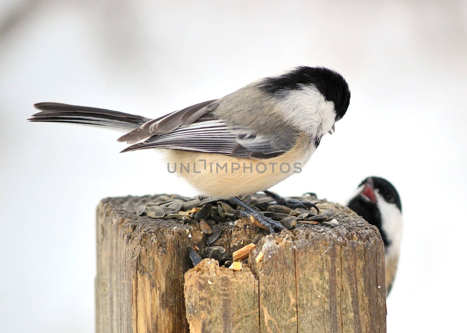 Black-capped Chickadee by brm1949