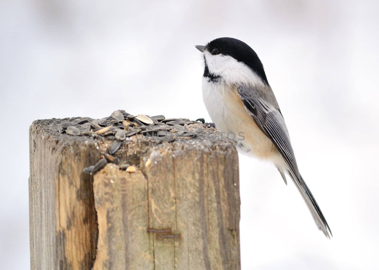 A black-capped chickadee perched on a post.