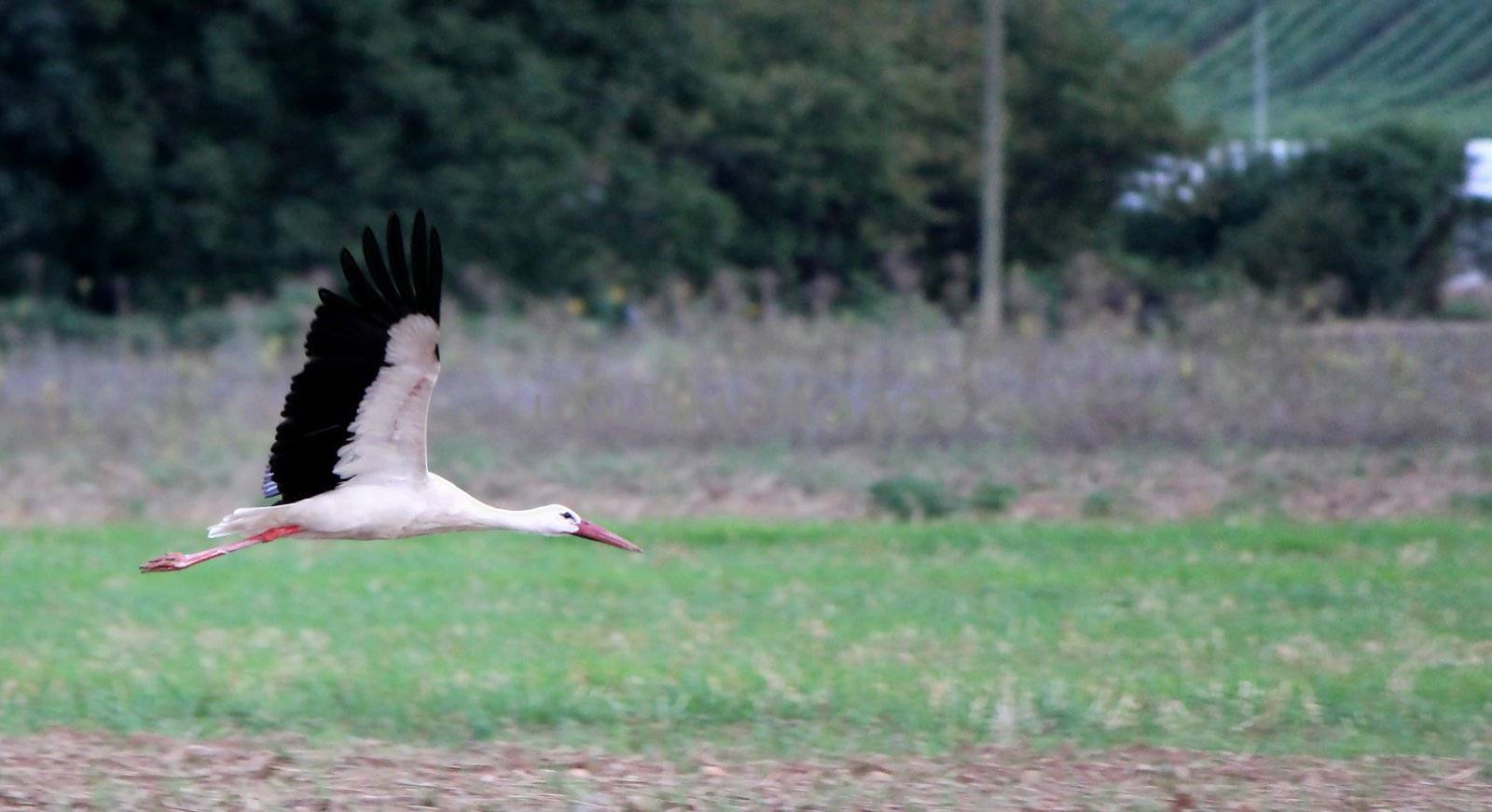 Migrating black and white stork flying upon a field