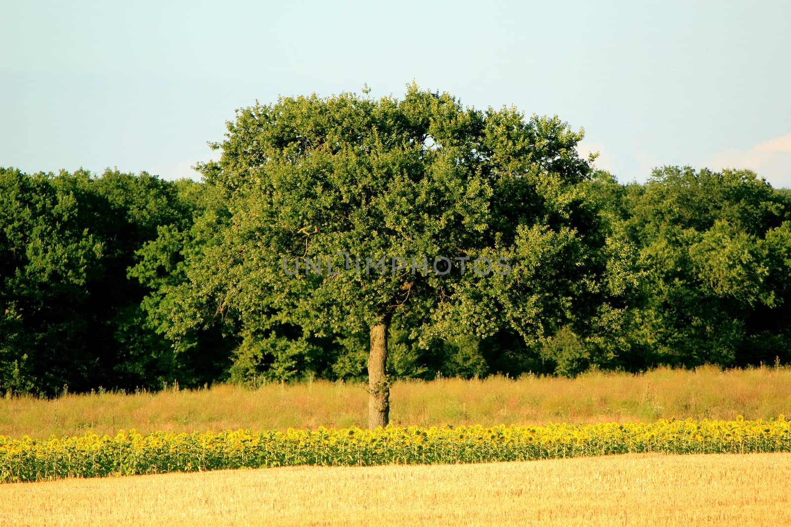 Beautiful big tree alone in a rural landscape in front of a forest of fir trees by sunset