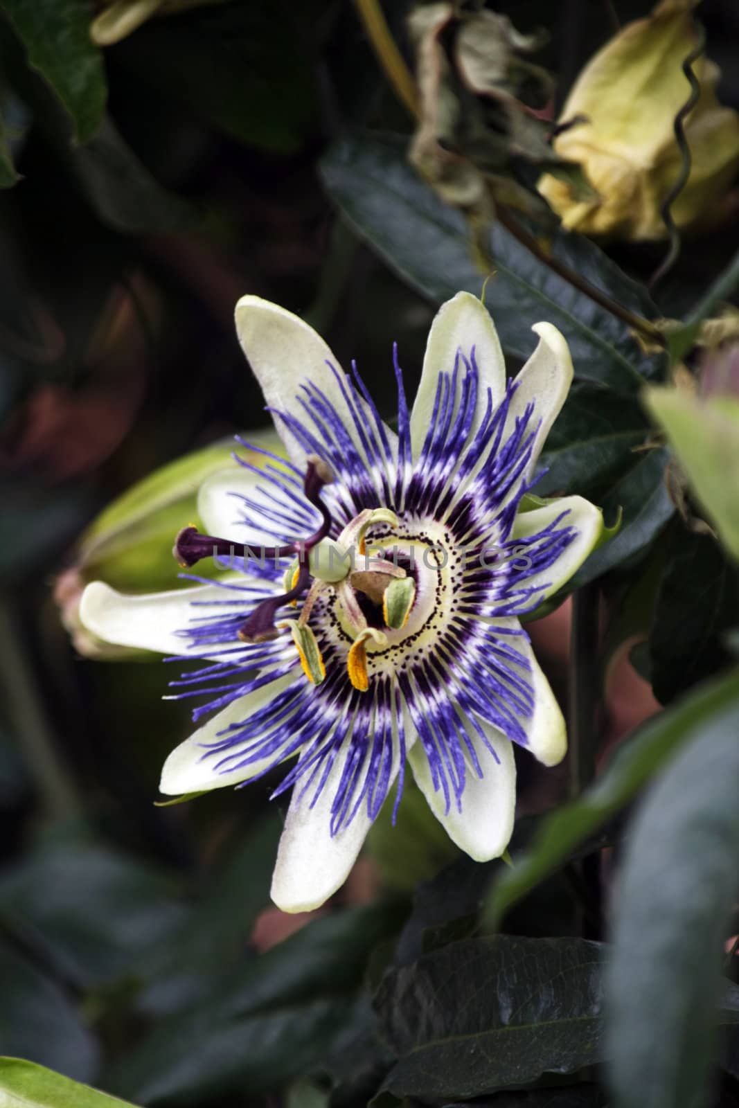 Close up view of the flower in perfect bloom of the passion fruit.