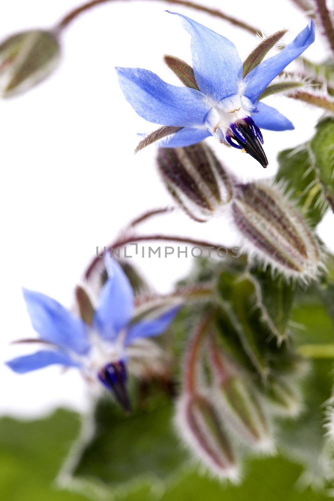 Close up view of the Borage Flower (Borago Officinalis) isolated on a white background.