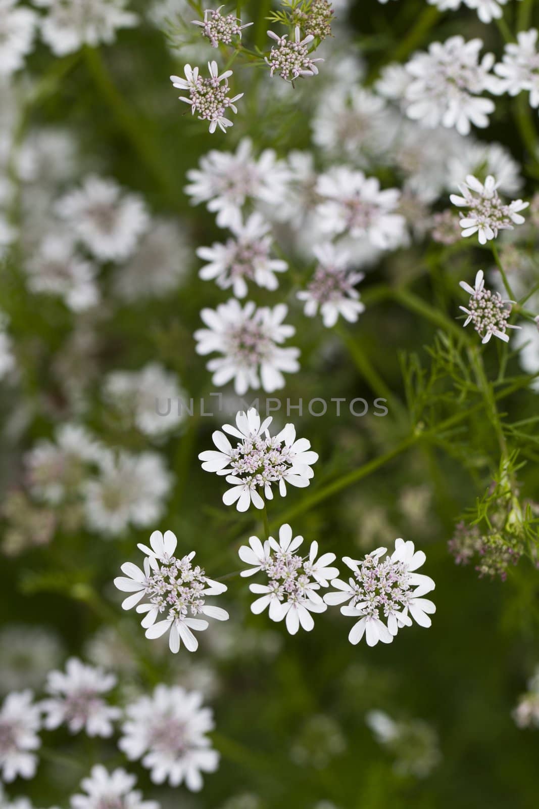 Close up view of some beautiful Hemlock Water Dropwort (Oenanthe crocata) wildflowers.