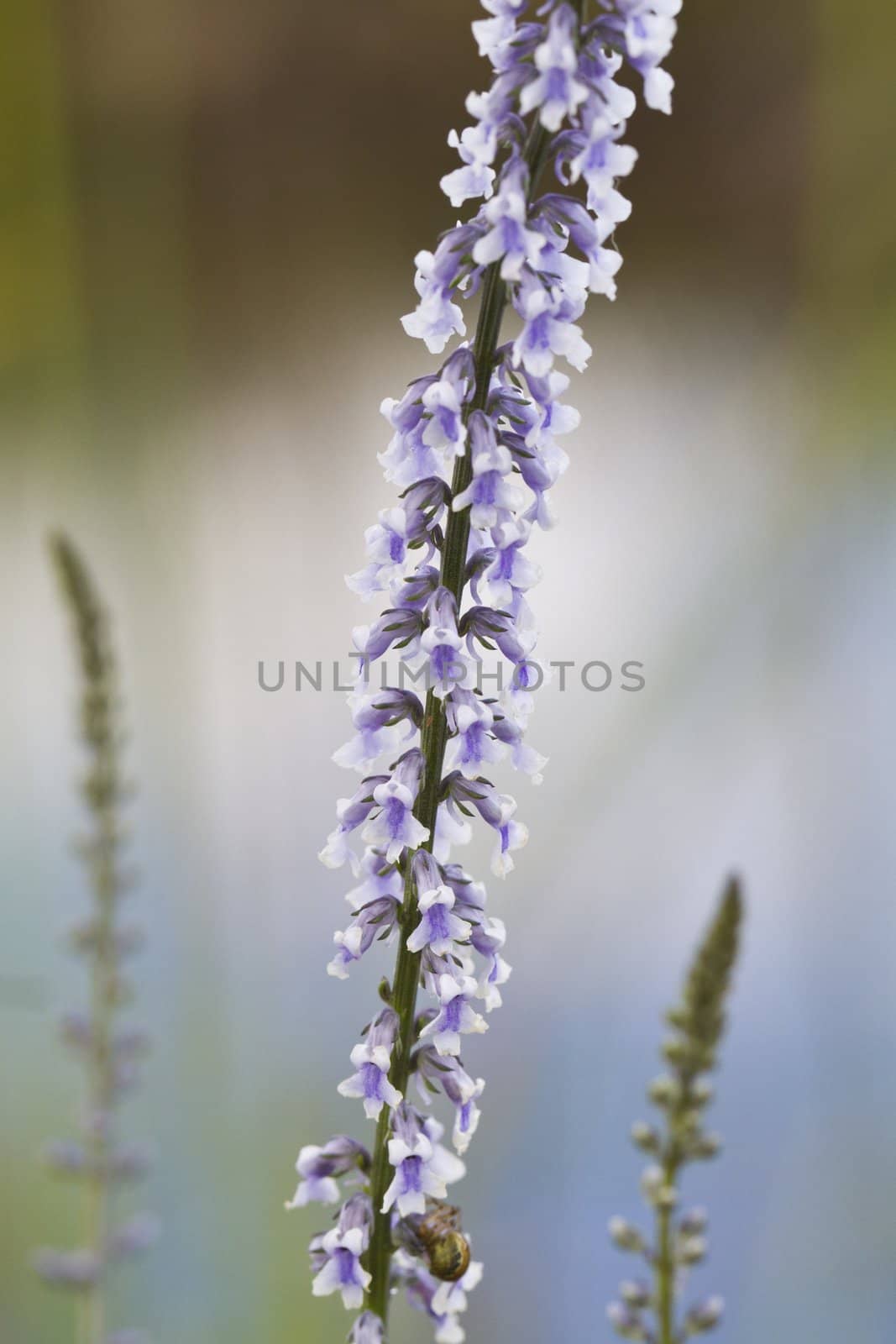 Close up view of this beautiful wildflower called, Daisy-leaved Toadflax (Anarrhinum bellidifolium).