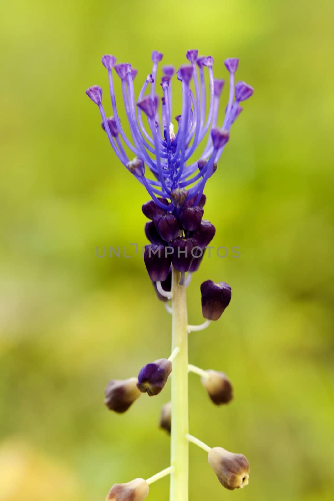 Tassel Grape Hyacinth (Muscari comosum) by membio