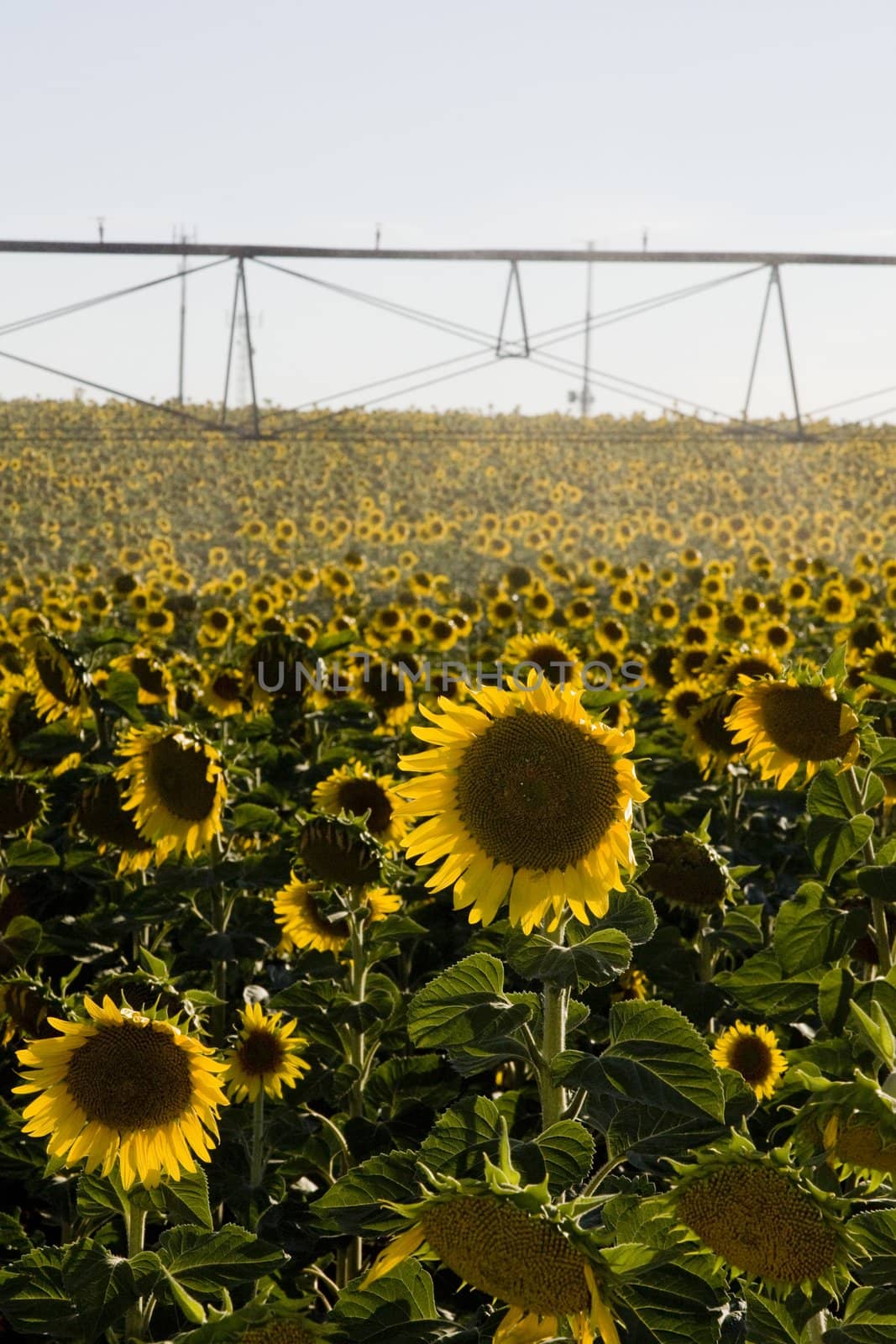 View of a large sunflower field near Beja on the Alentejo region on Portugal.