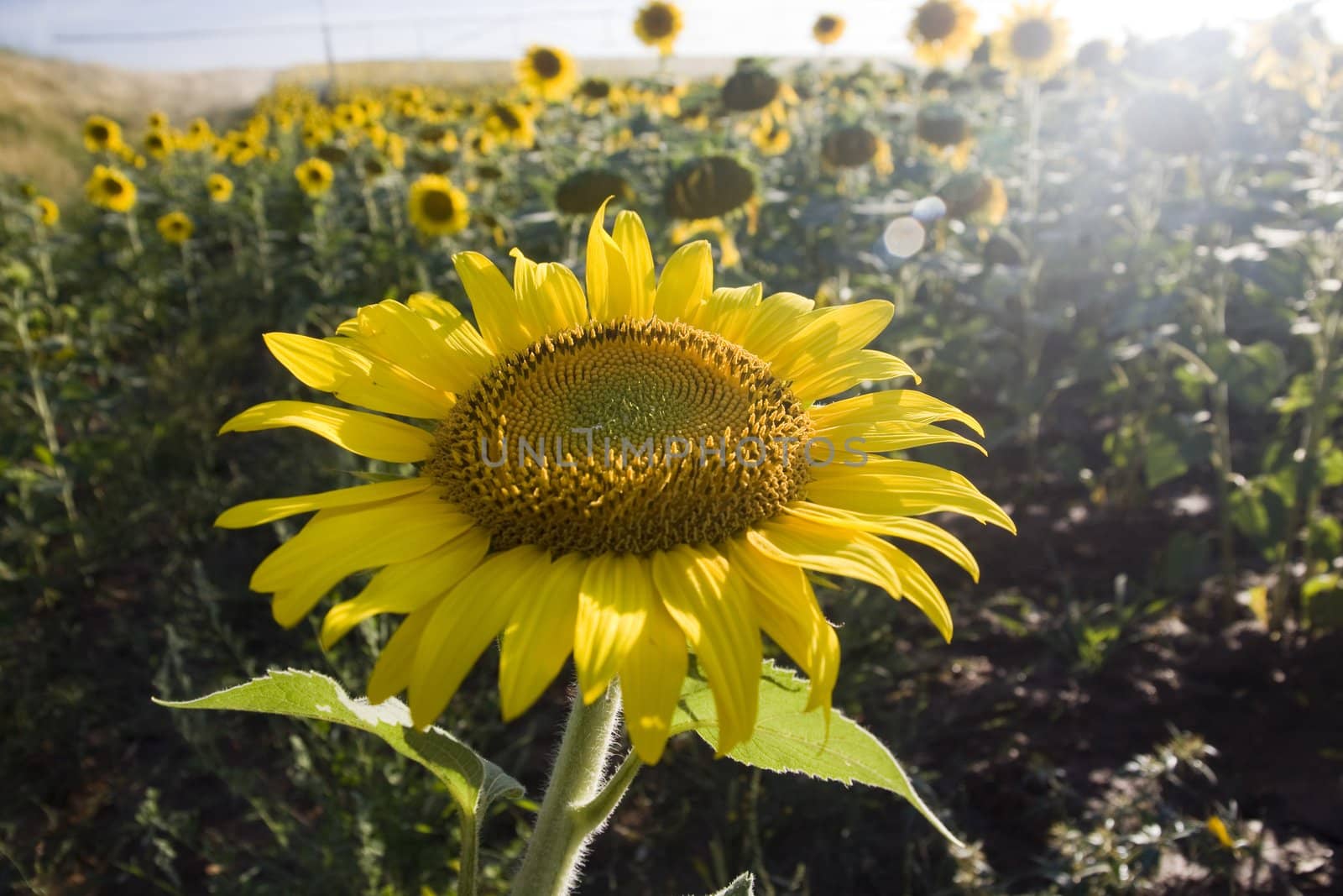 View of large sunflower plant on a sunflower field.